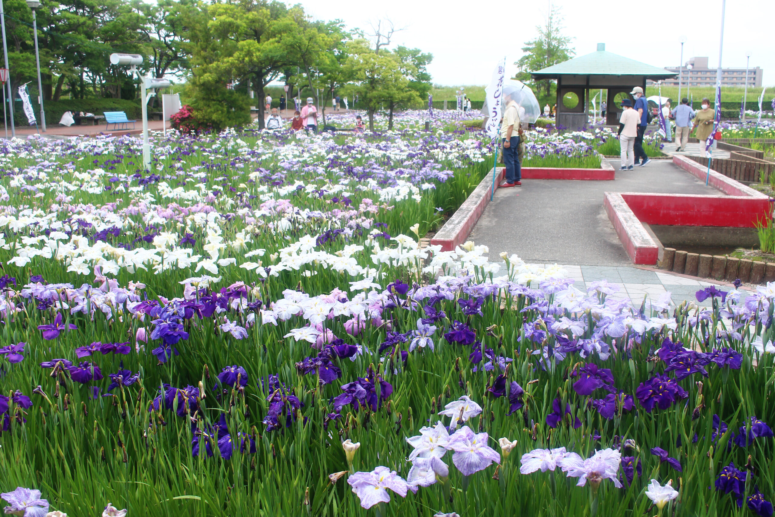 碧南市花しょうぶ