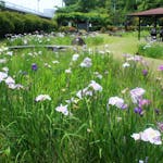 知立公園花しょうぶまつり2021！明治天皇が好んだ名品種が60種も植えられる？