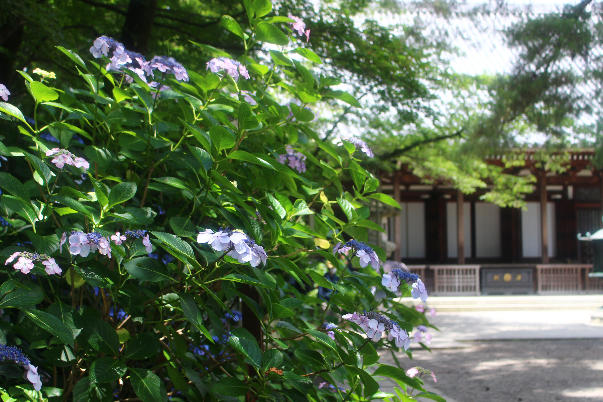 高幡不動尊あじさい