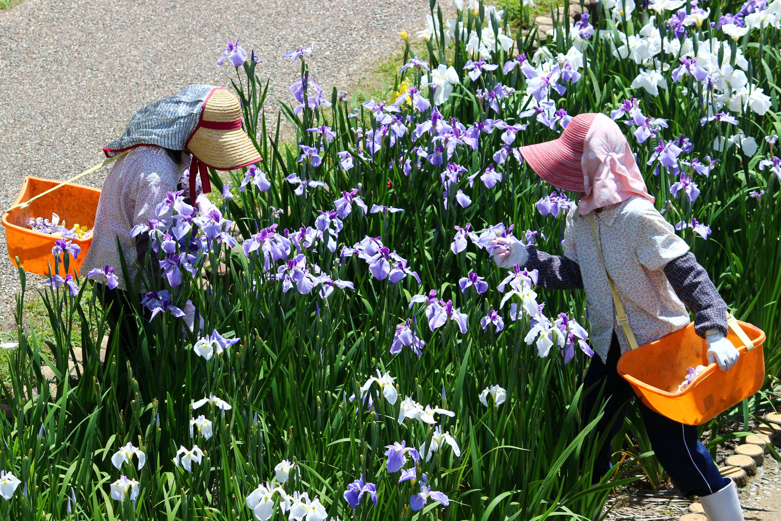 賀茂しょうぶ園