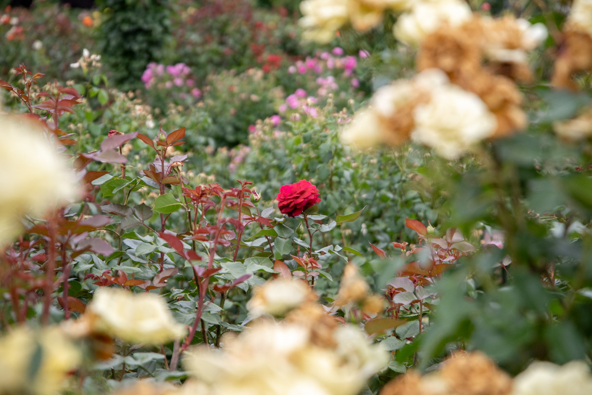 京成バラ園 バラ