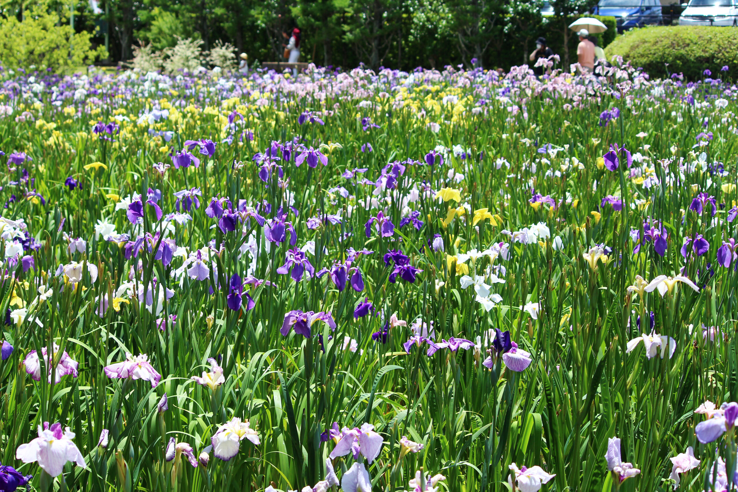 賀茂しょうぶ園