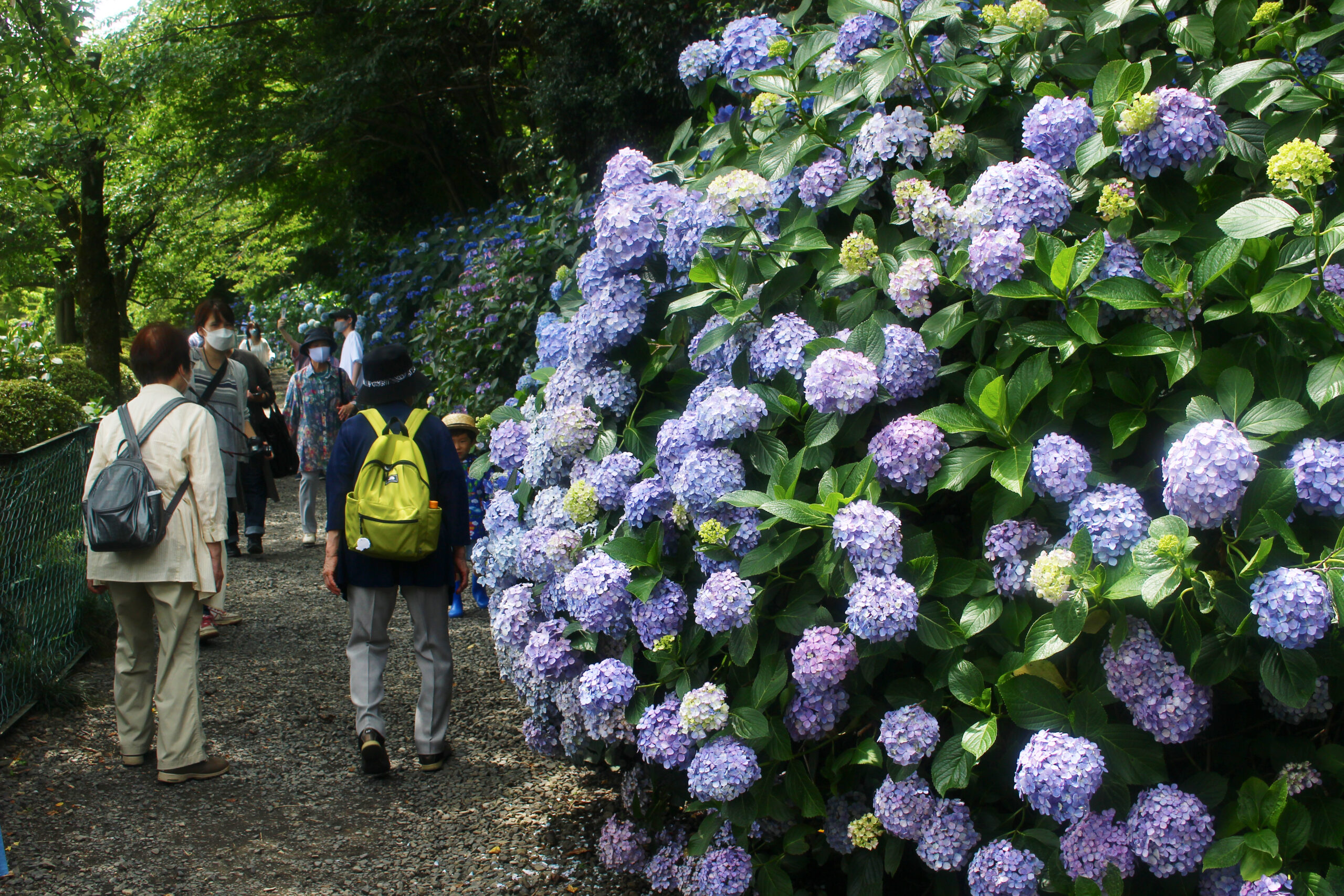 高幡不動尊あじさい
