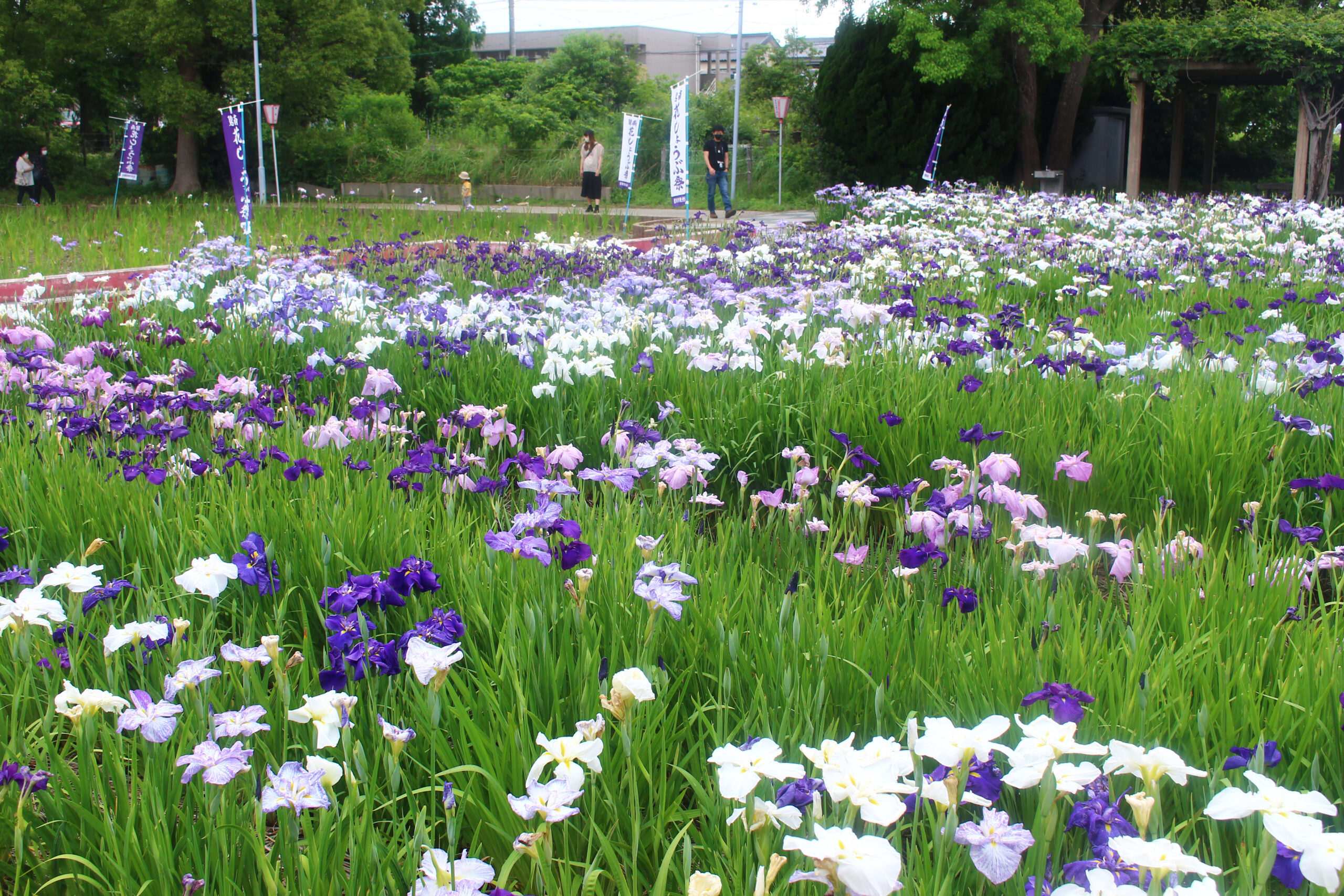 碧南市花しょうぶ
