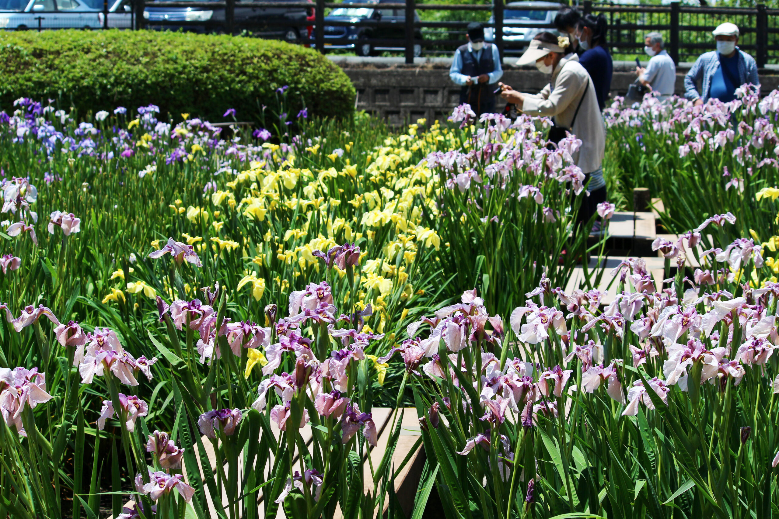 賀茂しょうぶ園