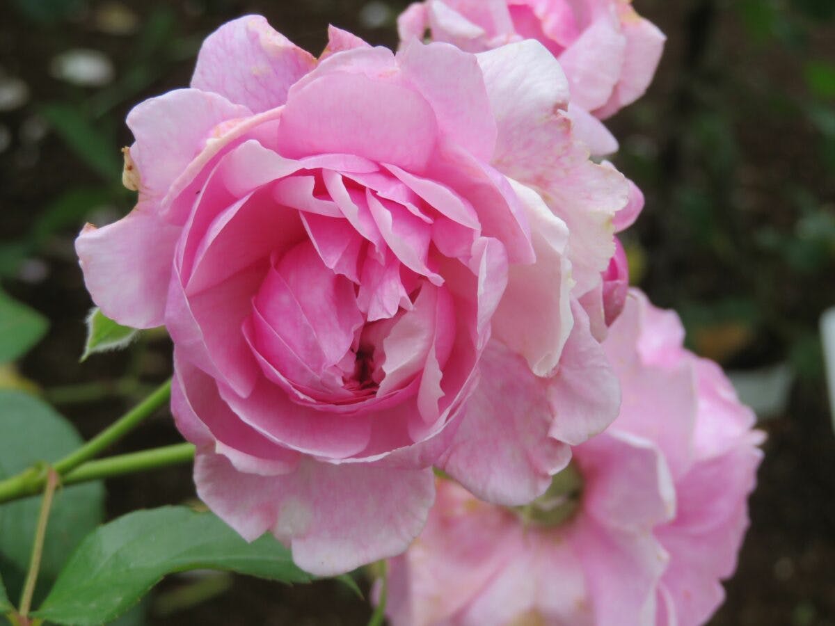 花久の里バラまつりでローズガーデンを彩る約0種類のバラ オマツリジャパン 毎日 祭日