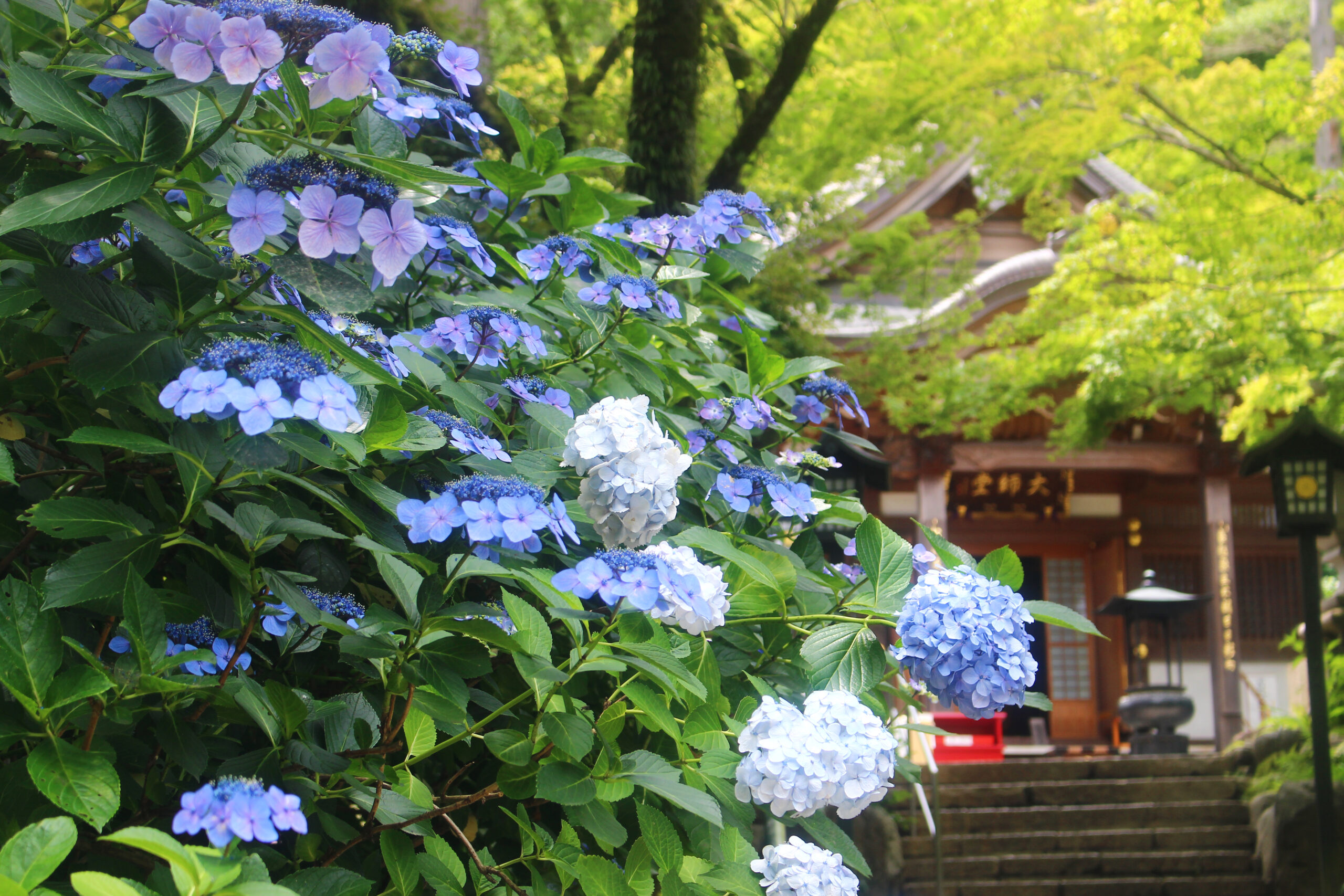 高幡不動尊あじさい
