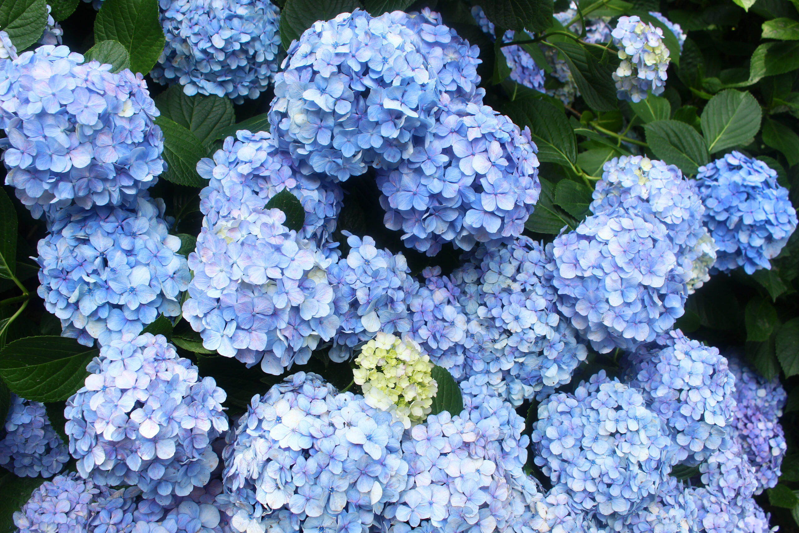 高幡不動尊あじさい