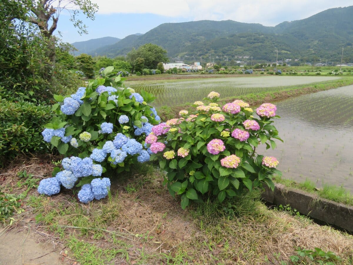 開成町のあじさいの里 あじさいまつり会場で約5000株が見頃 オマツリジャパン 毎日 祭日