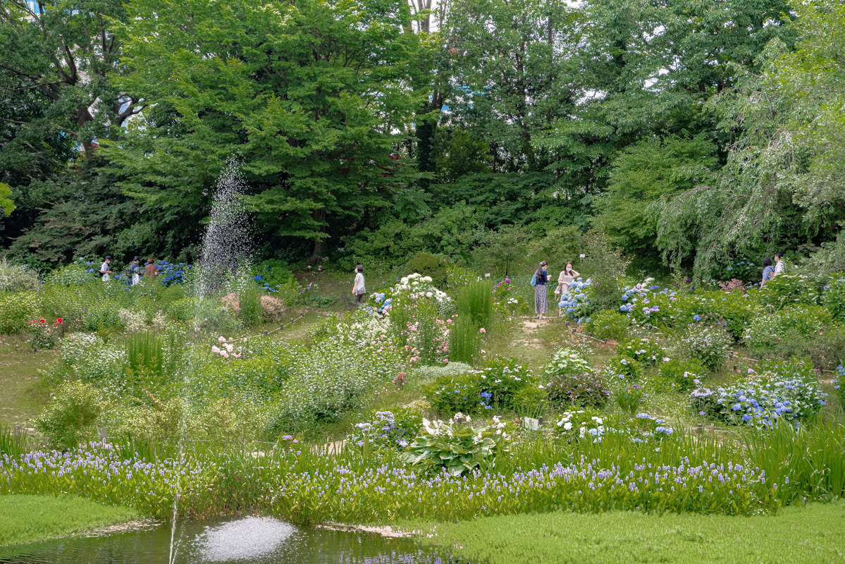 京成バラ園アジサイ9