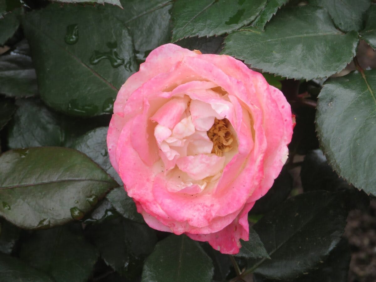 いばらきフラワーパークの約900種 9000株の春バラは今が見頃 オマツリジャパン あなたと祭りをつなげるメディア いばらきフラワーパークの約900種 9000株の春バラは今が見頃 オマツリジャパン あなたと祭りをつなげるメディア