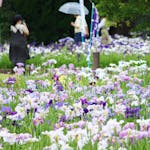碧南市花しょうぶまつり2021！愛知県最大の自然湖沼「油ヶ渕」に咲き誇る花