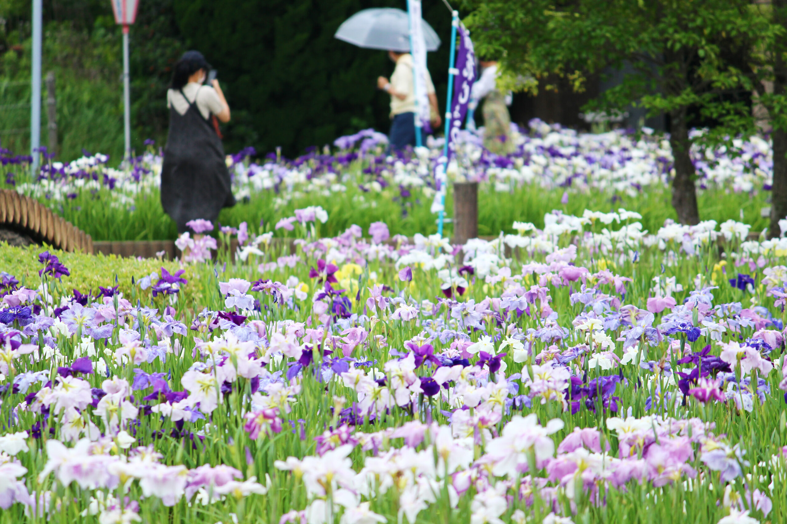 碧南市花しょうぶ