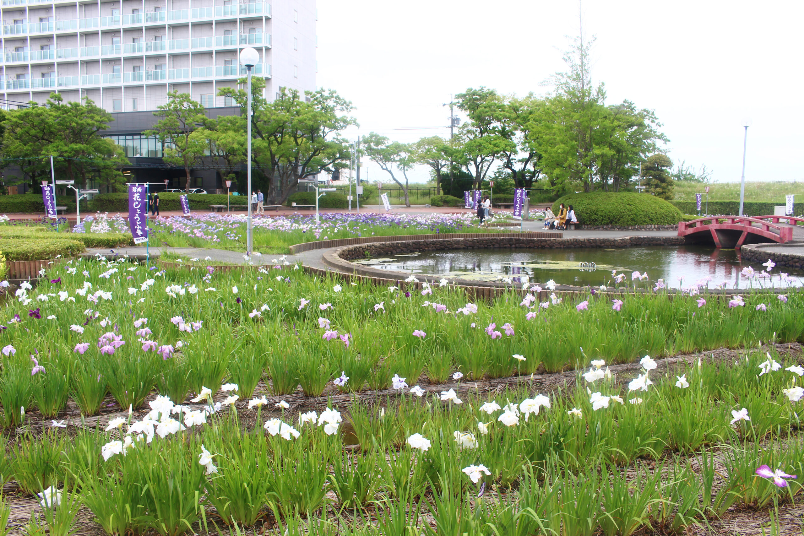 碧南市花しょうぶ