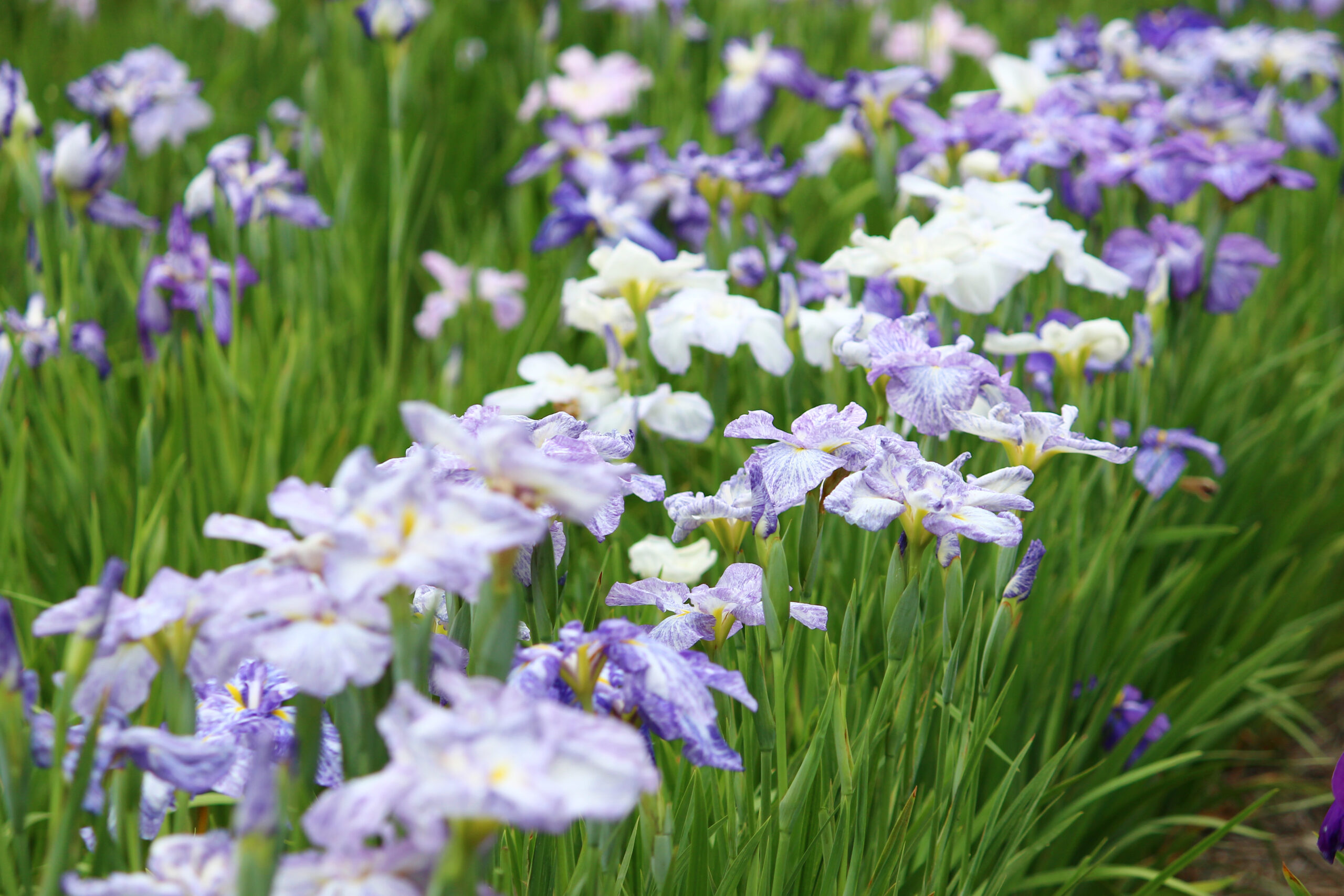 碧南市花しょうぶ