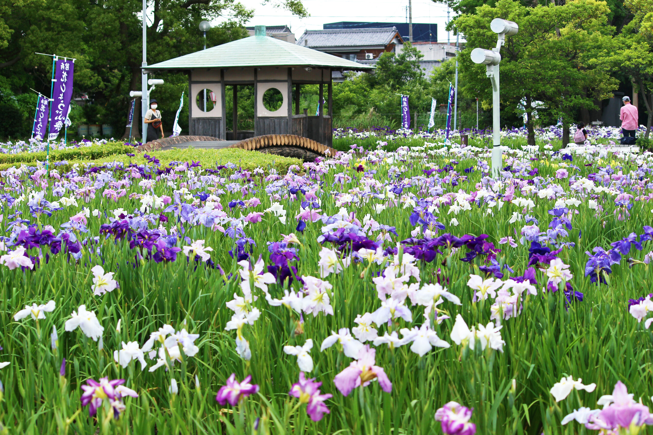碧南市花しょうぶ