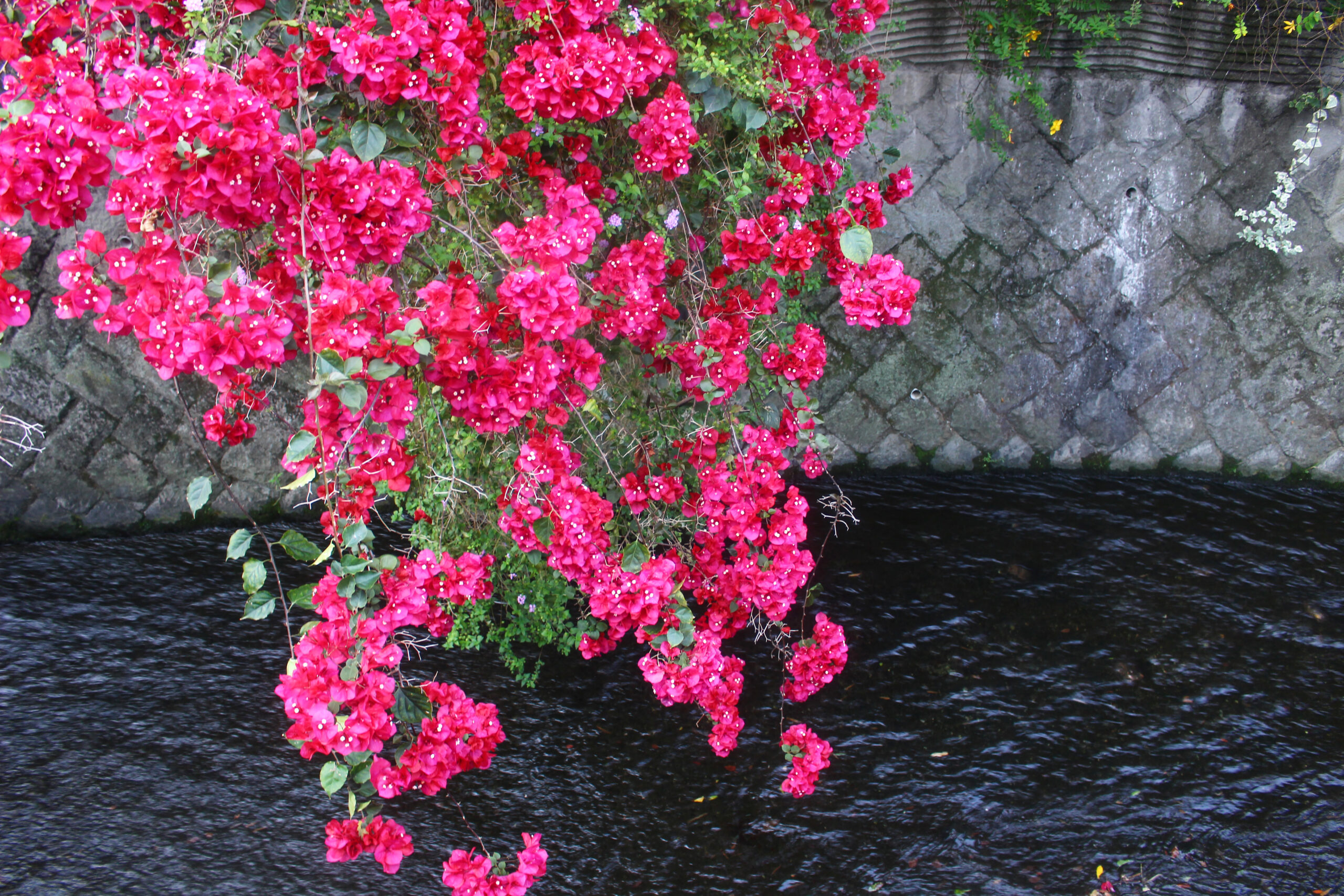 熱海ジャカランダ