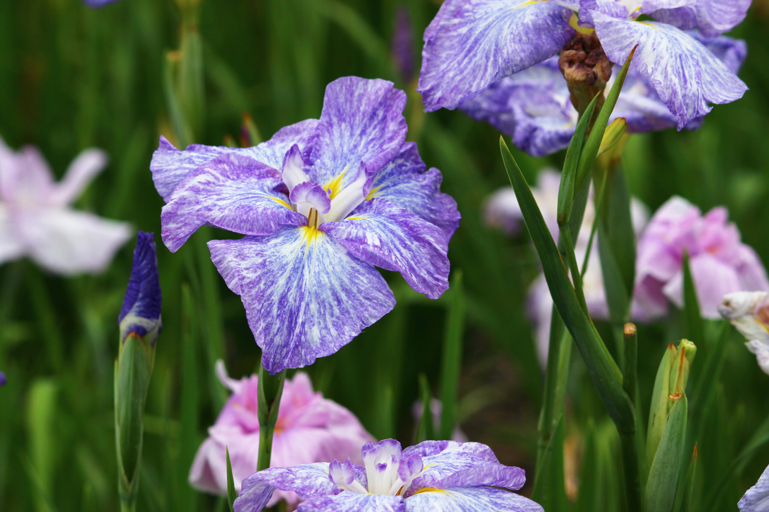 碧南市花しょうぶ
