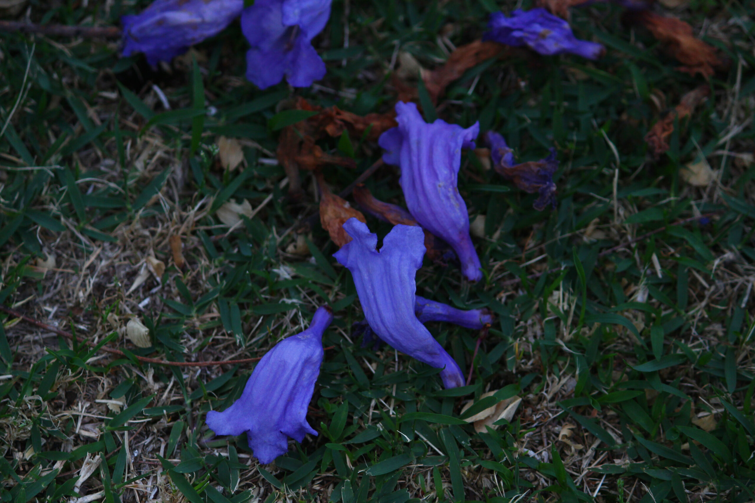 熱海ジャカランダ