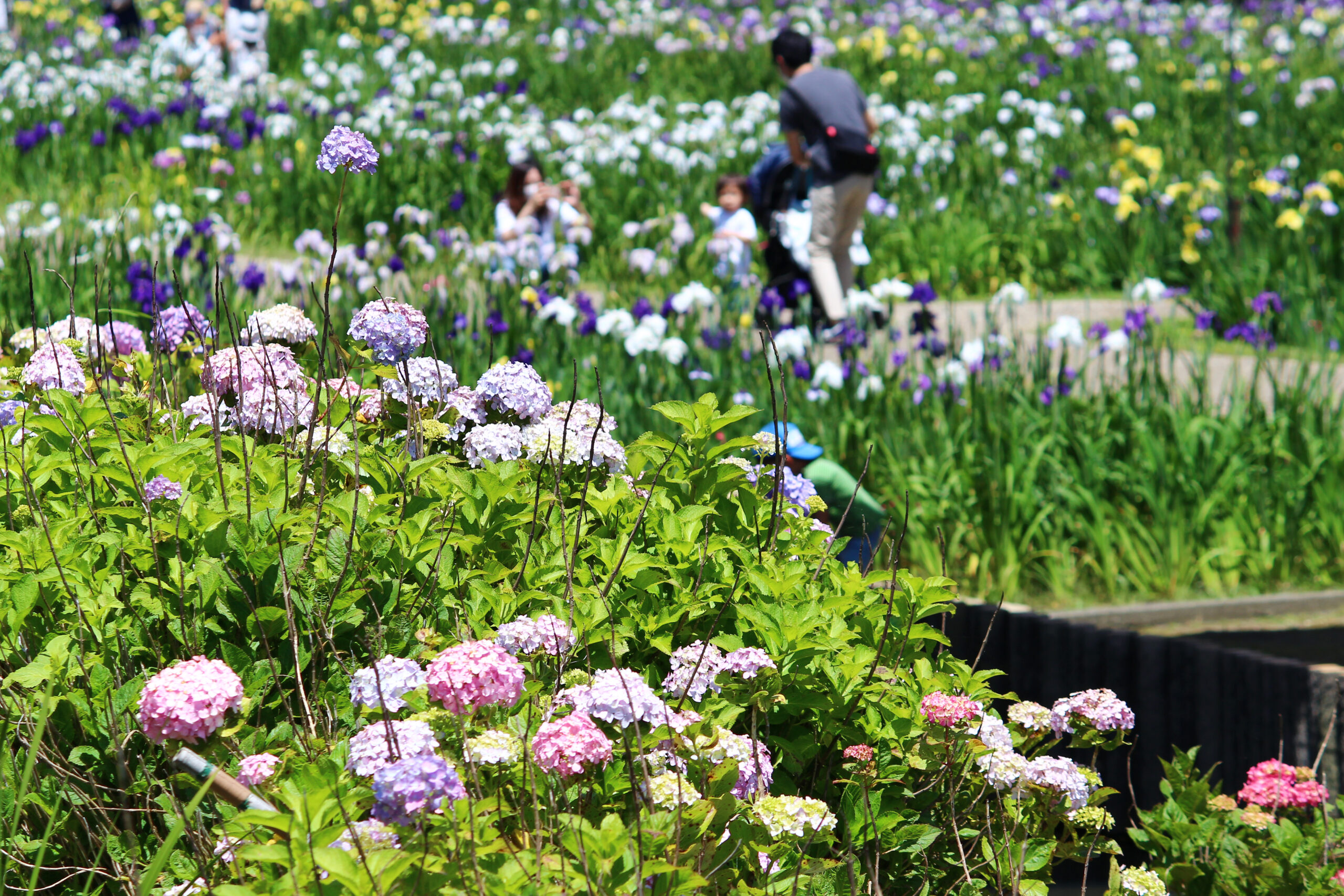 賀茂しょうぶ園