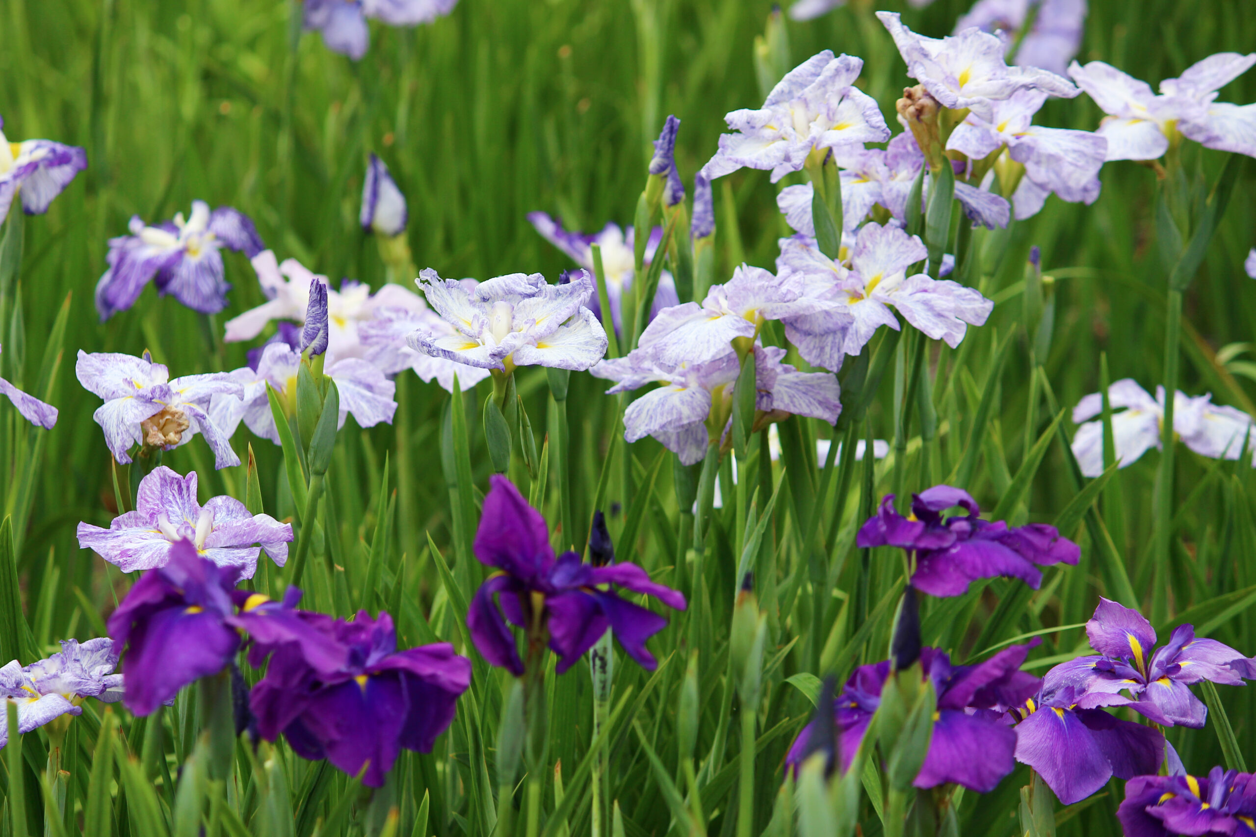 碧南市花しょうぶ