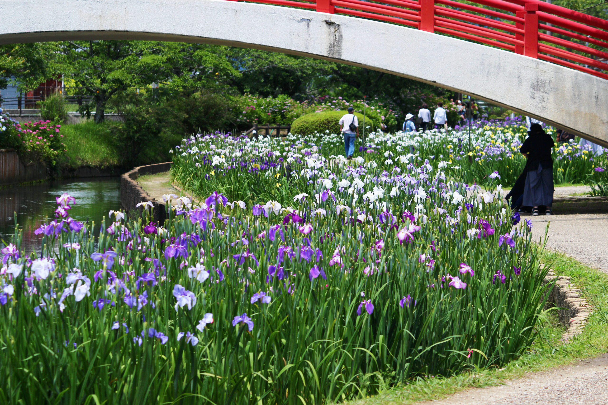 賀茂しょうぶ園