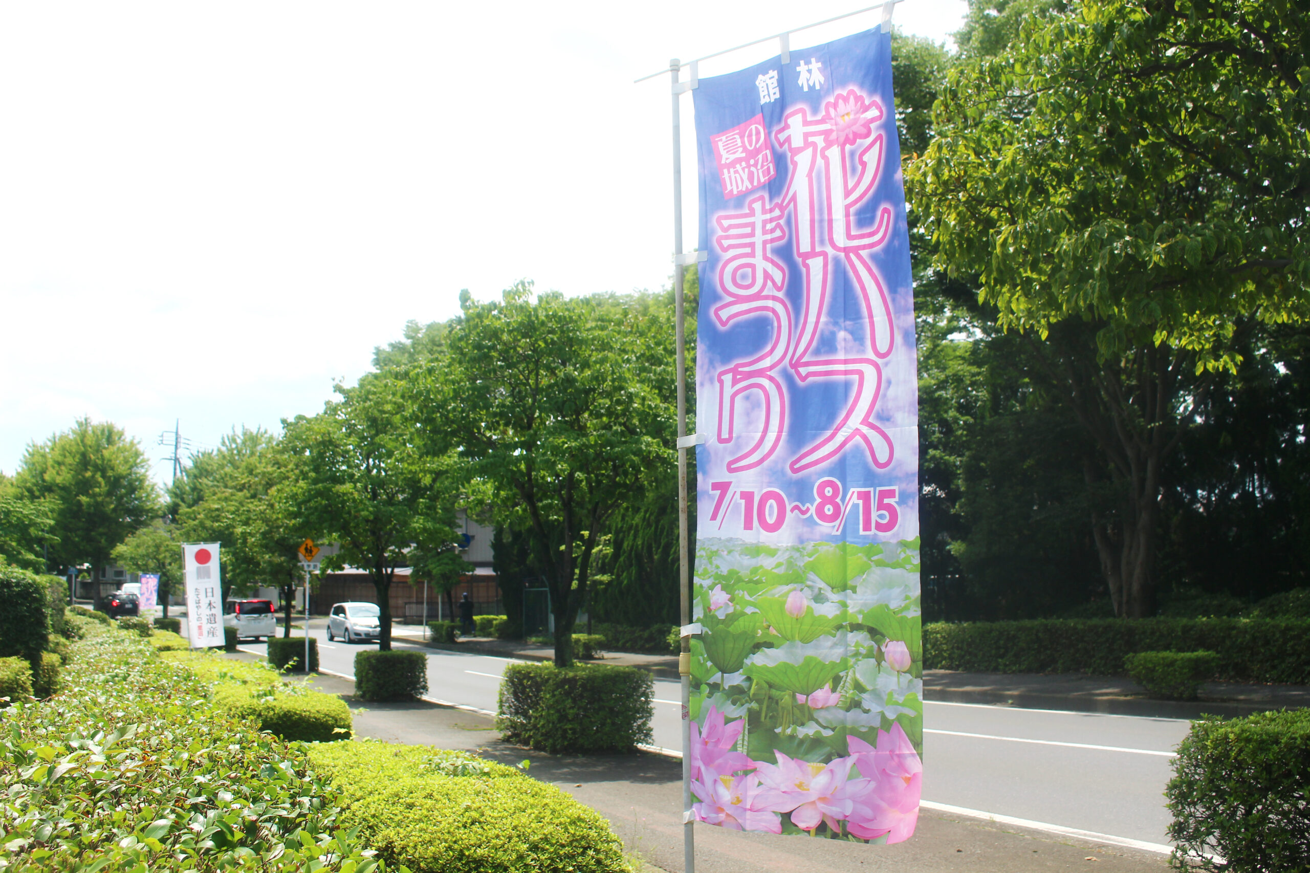 夏の城沼花ハスまつり