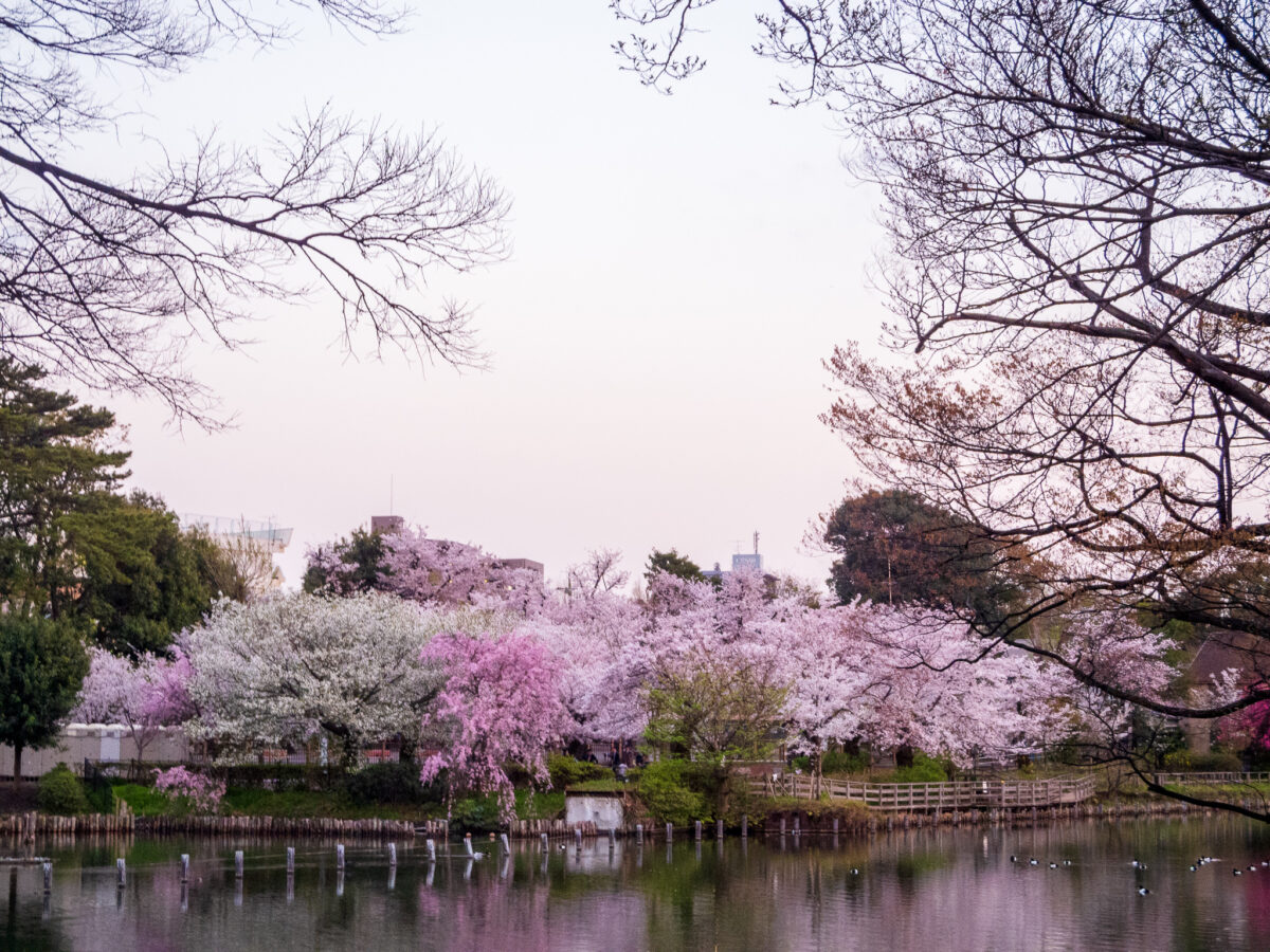 お花見スポット