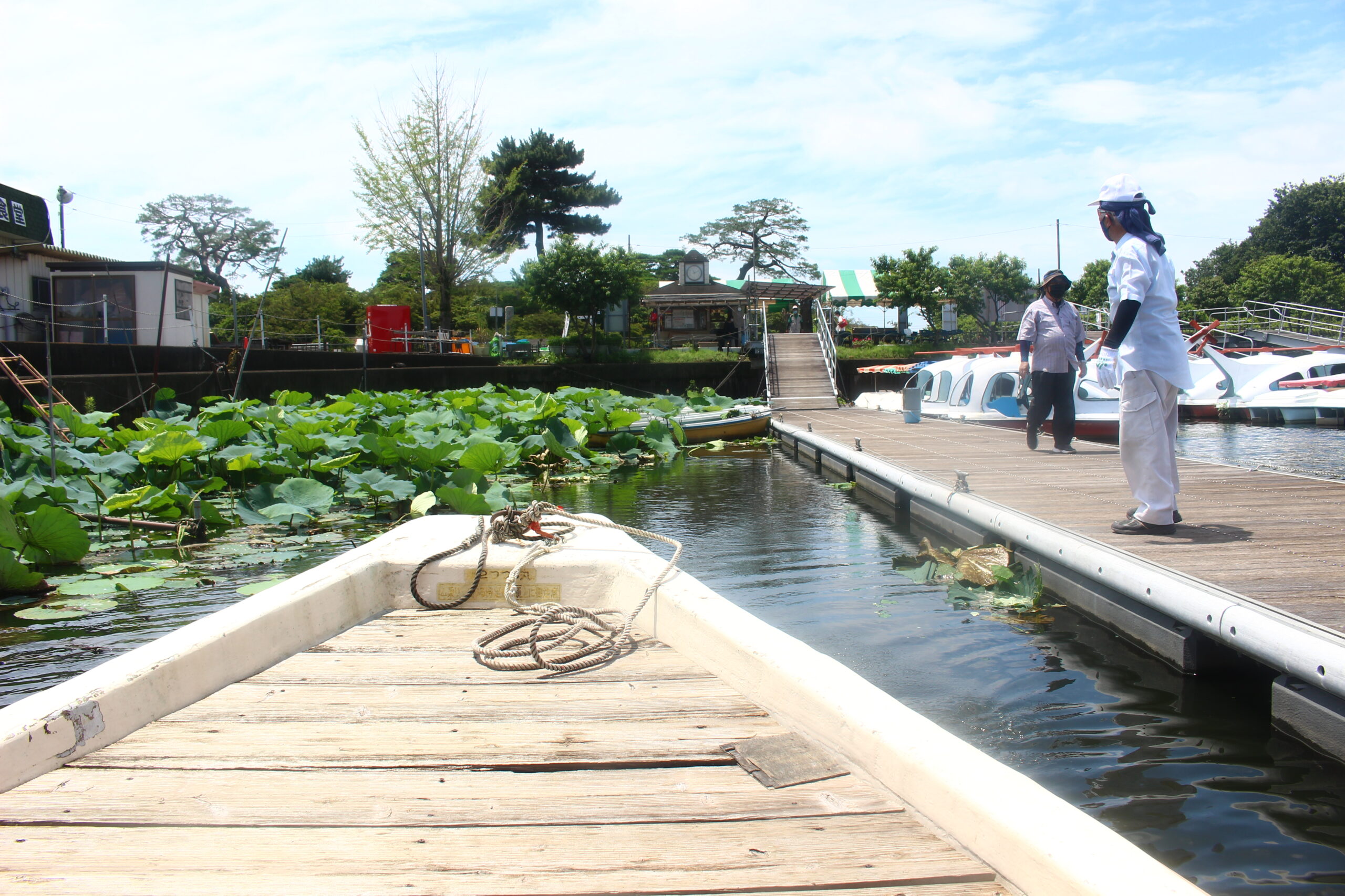 夏の城沼花ハスまつり
