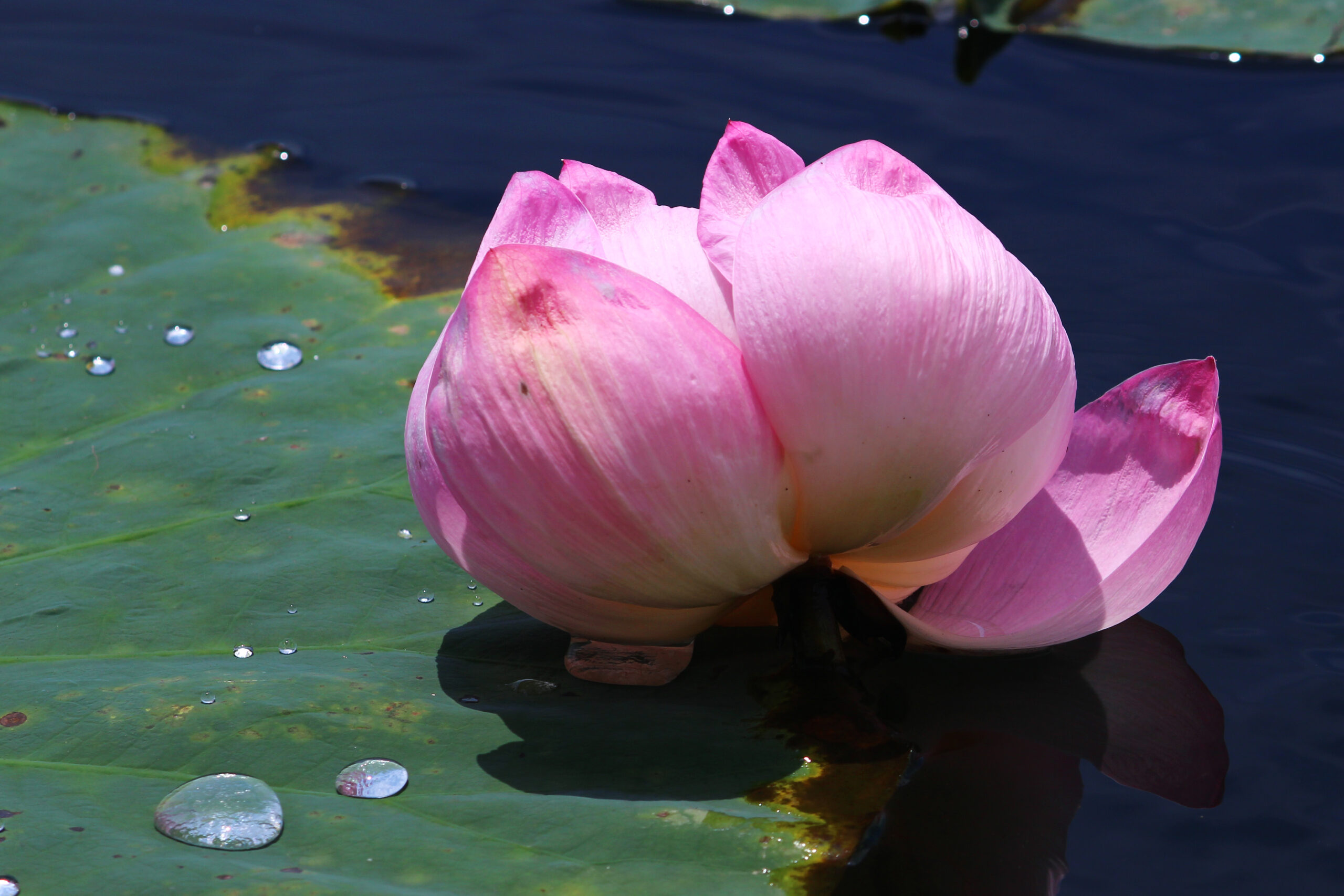 夏の城沼花ハスまつり