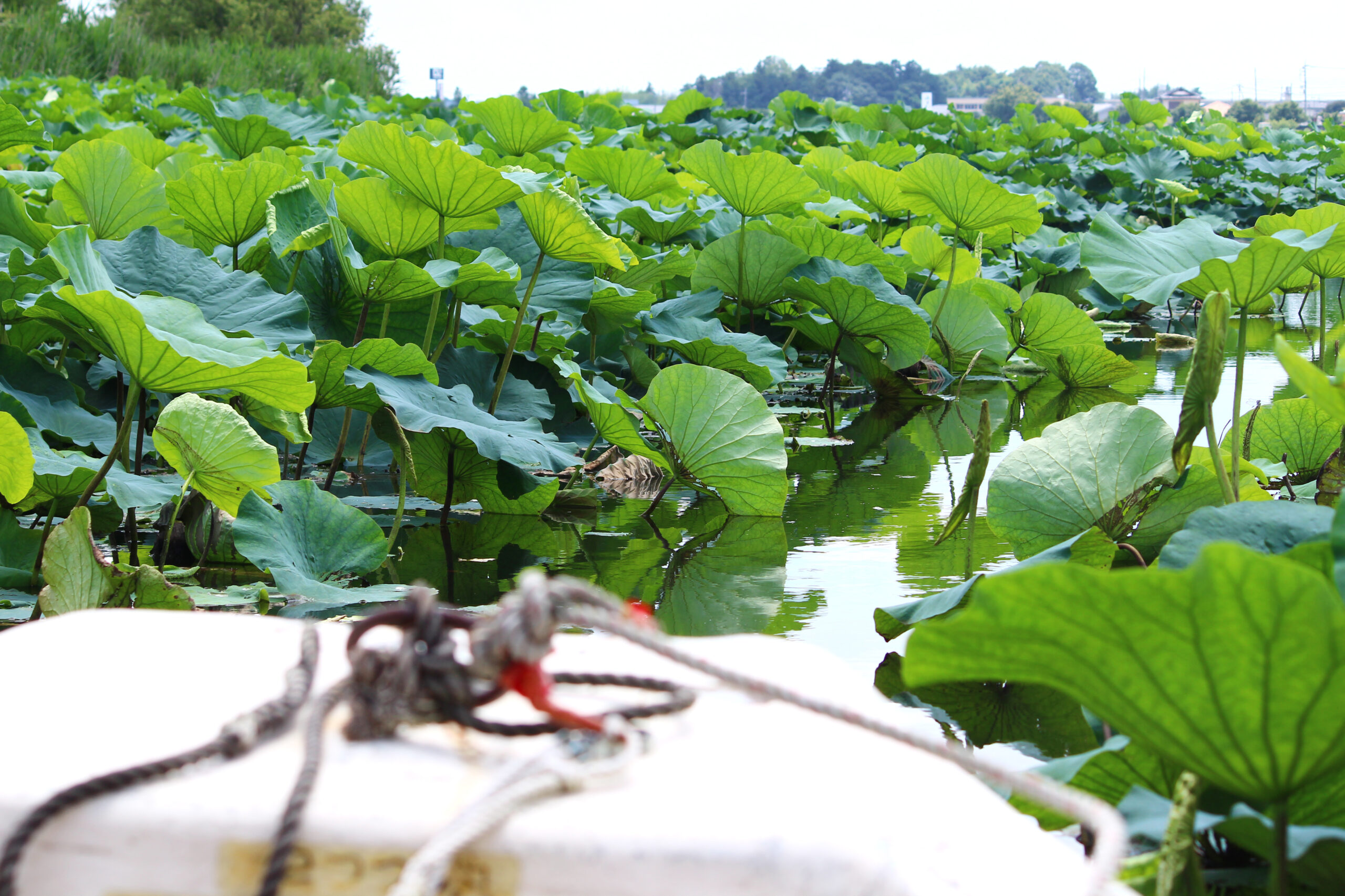 夏の城沼花ハスまつり