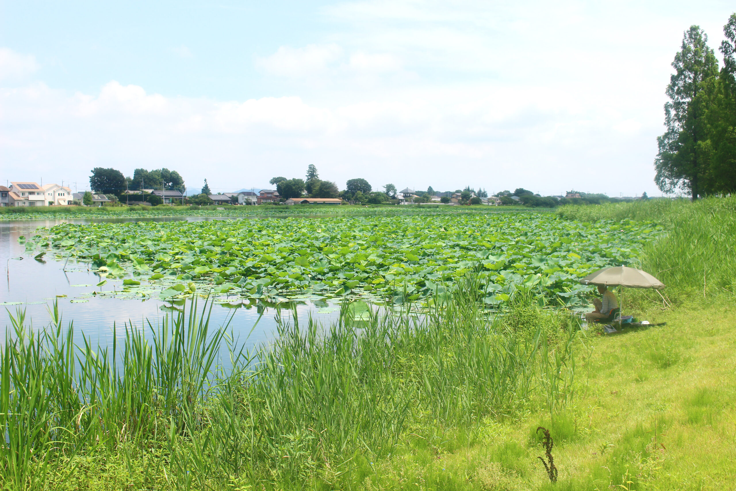 夏の城沼花ハスまつり
