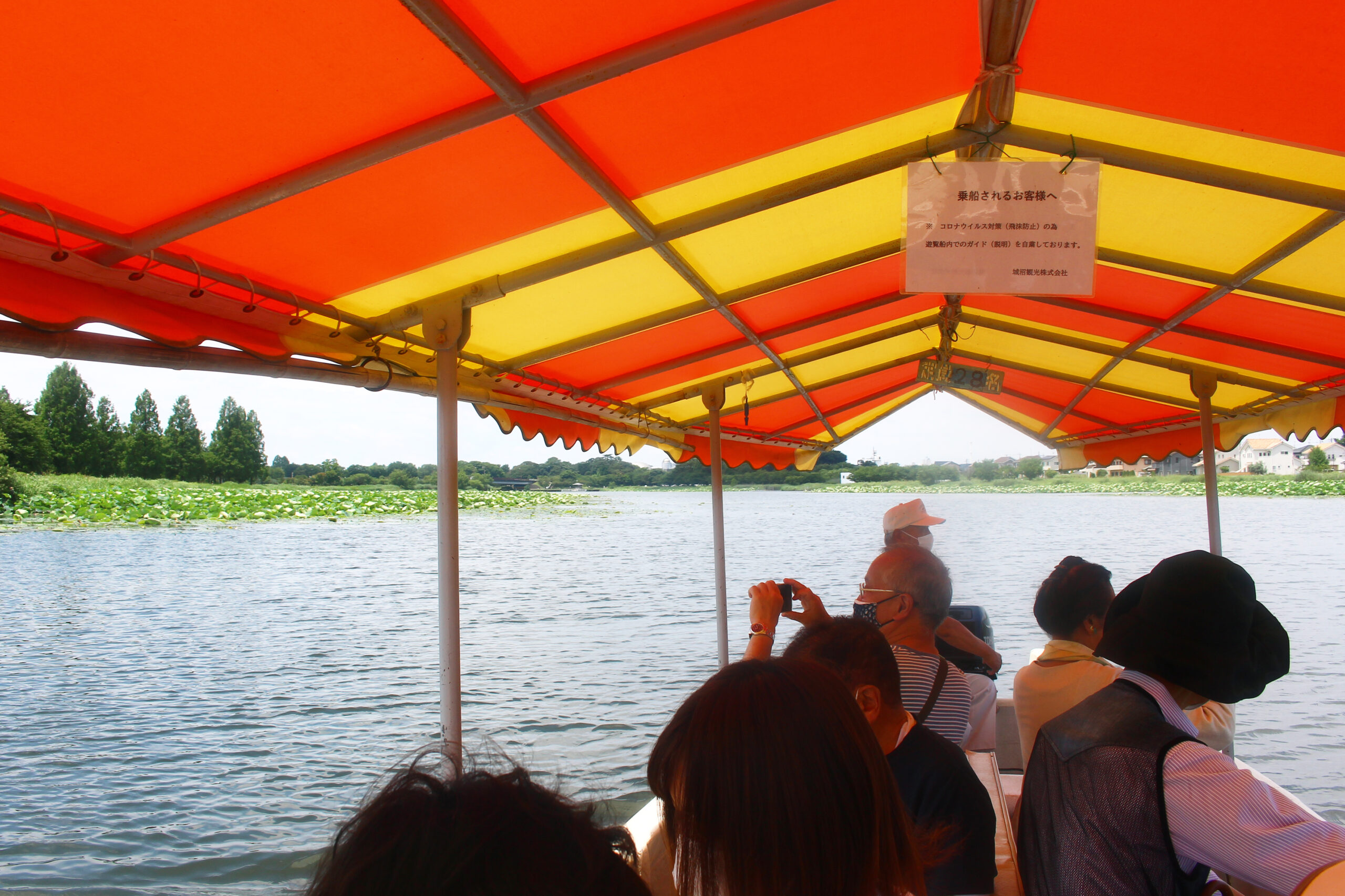 夏の城沼花ハスまつり