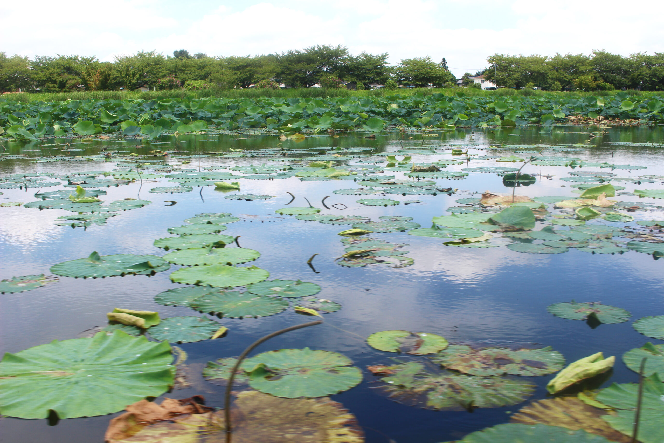 夏の城沼花ハスまつり