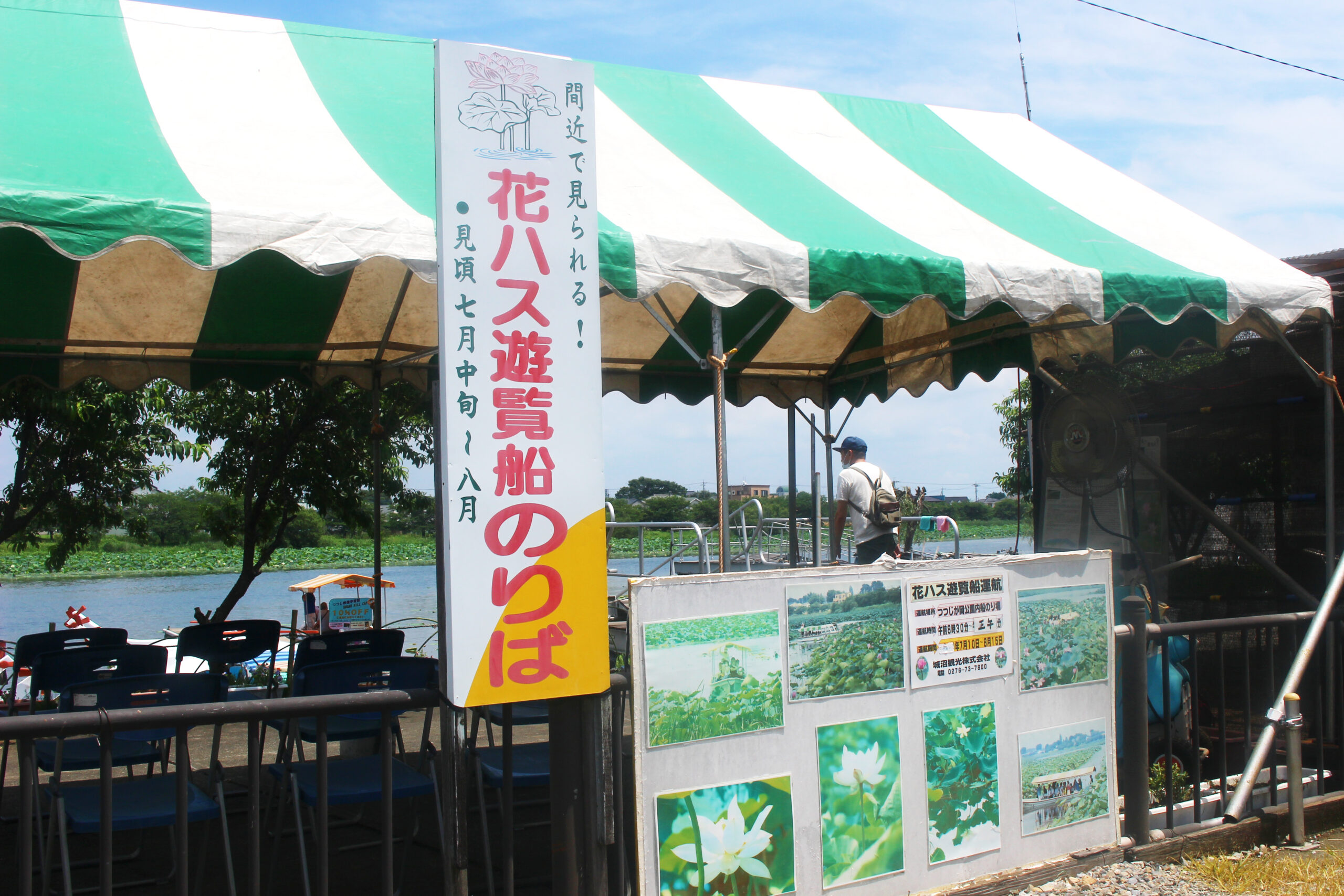 夏の城沼花ハスまつり