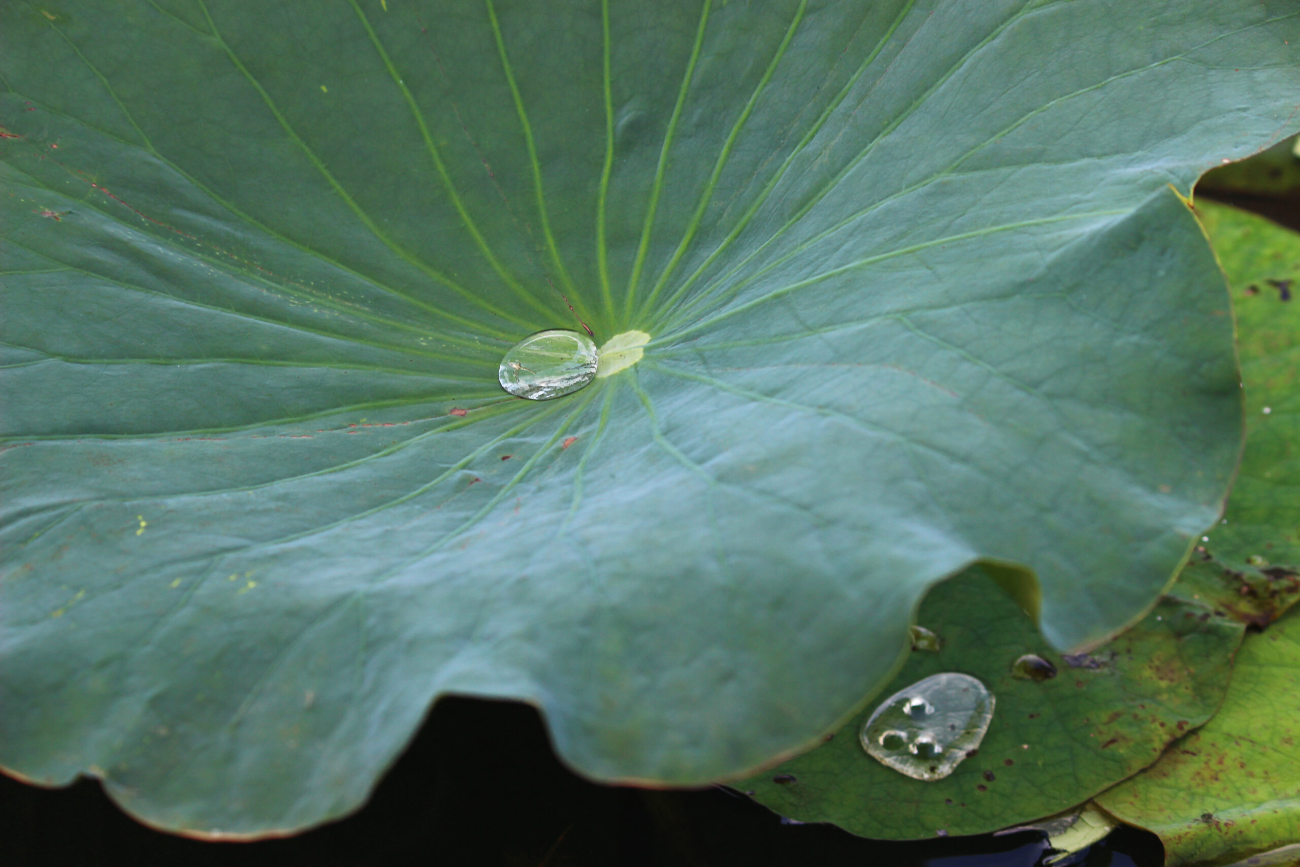 夏の城沼花ハスまつり