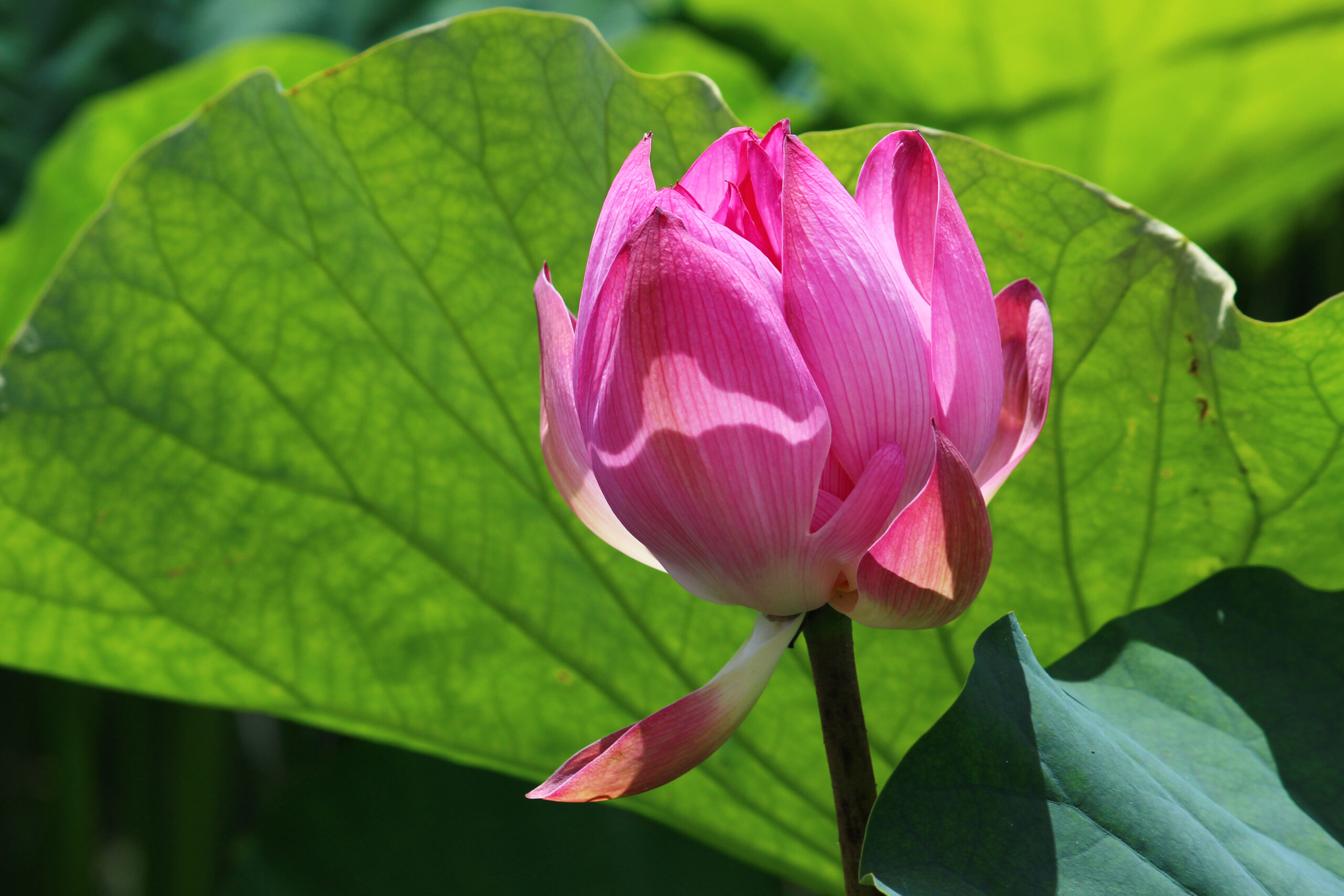 夏の城沼花ハスまつり