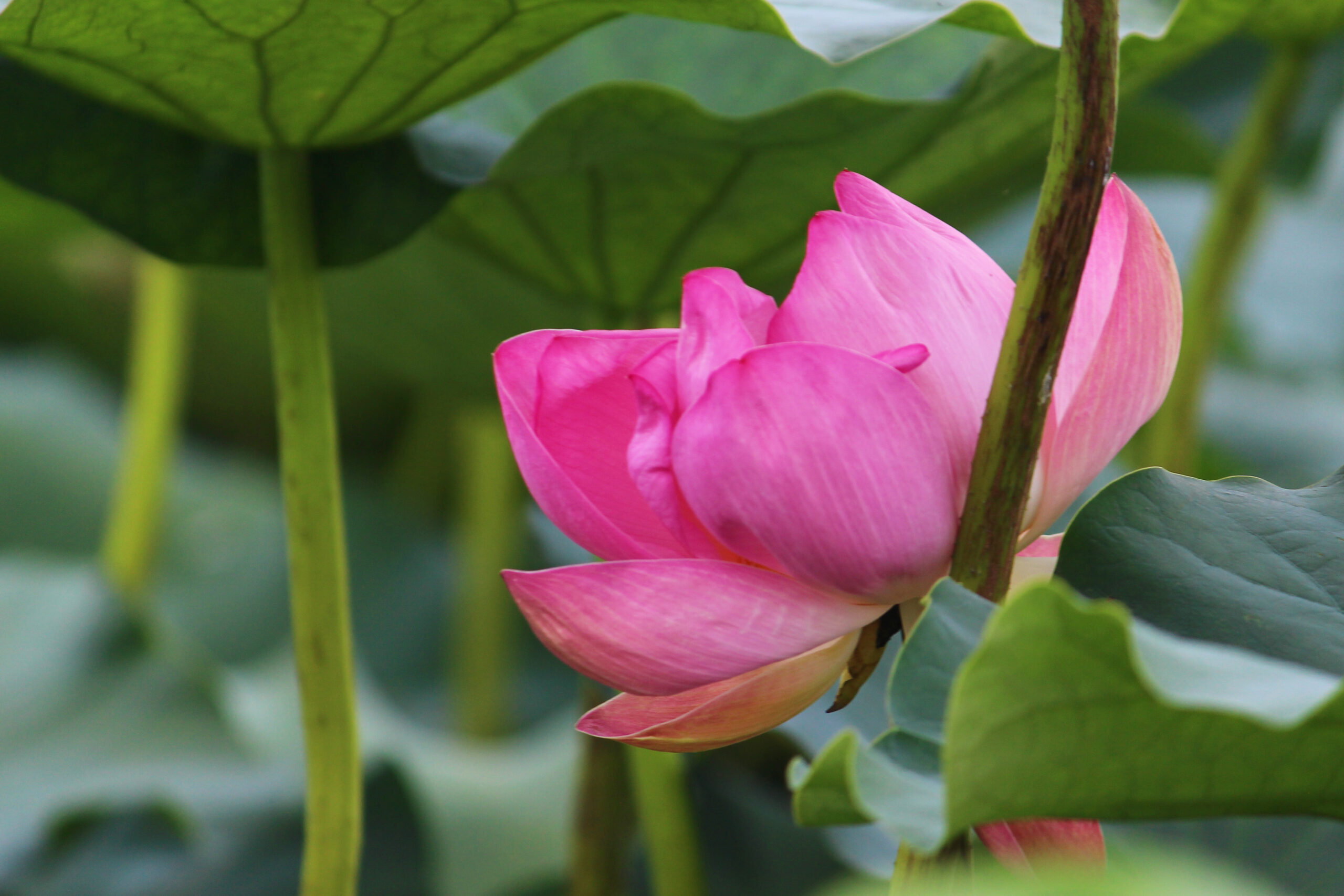 夏の城沼花ハスまつり