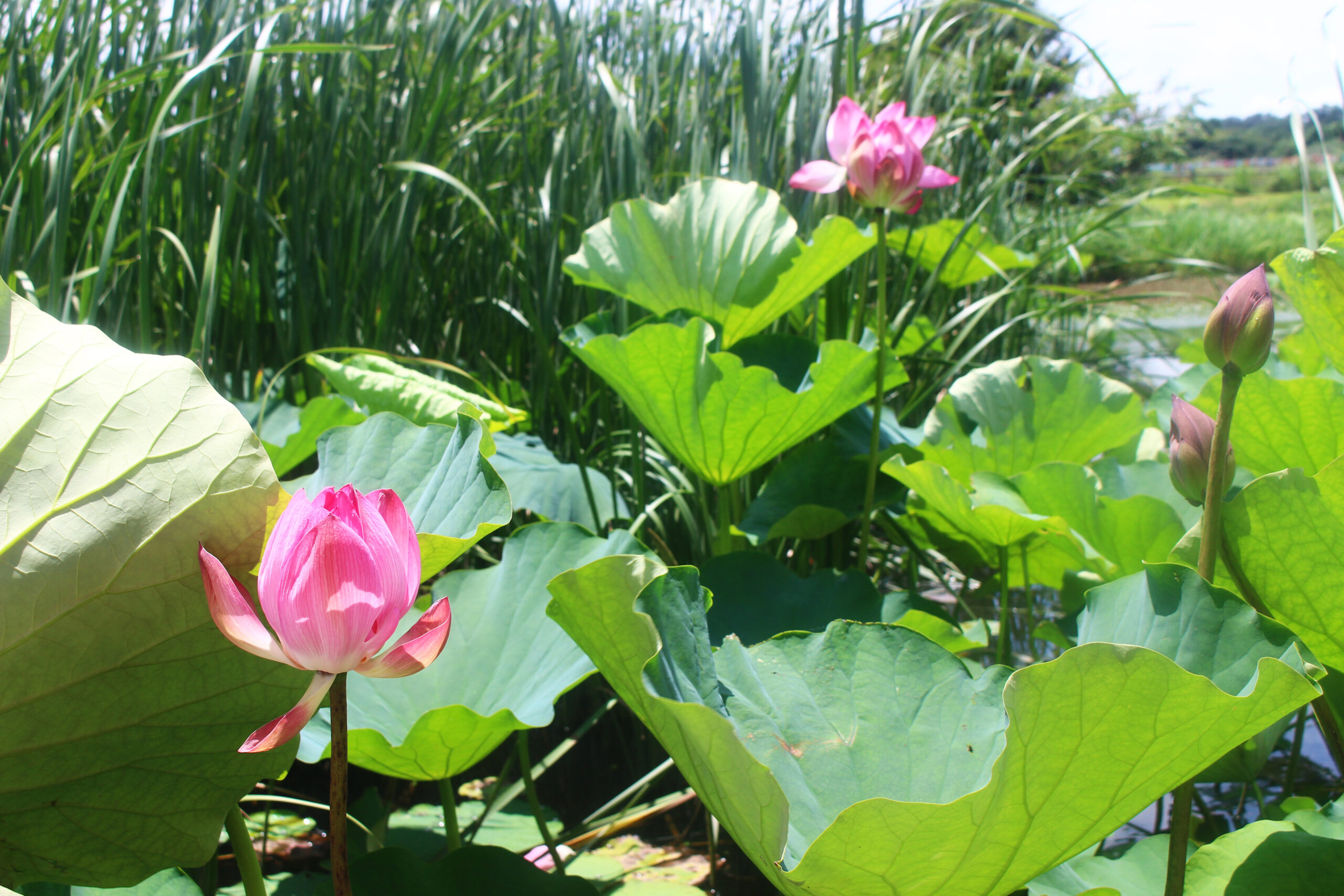 夏の城沼花ハスまつり