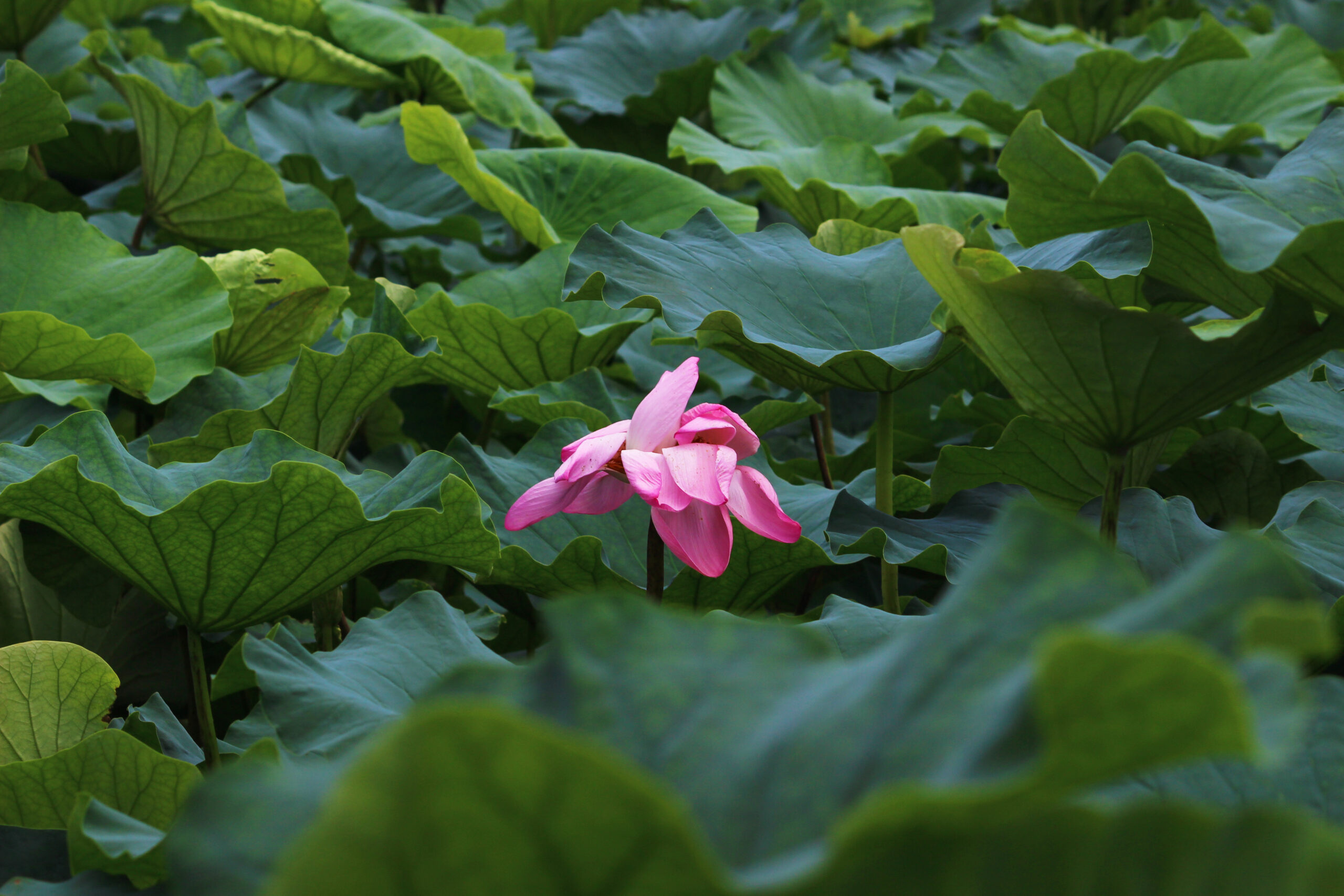 夏の城沼花ハスまつり