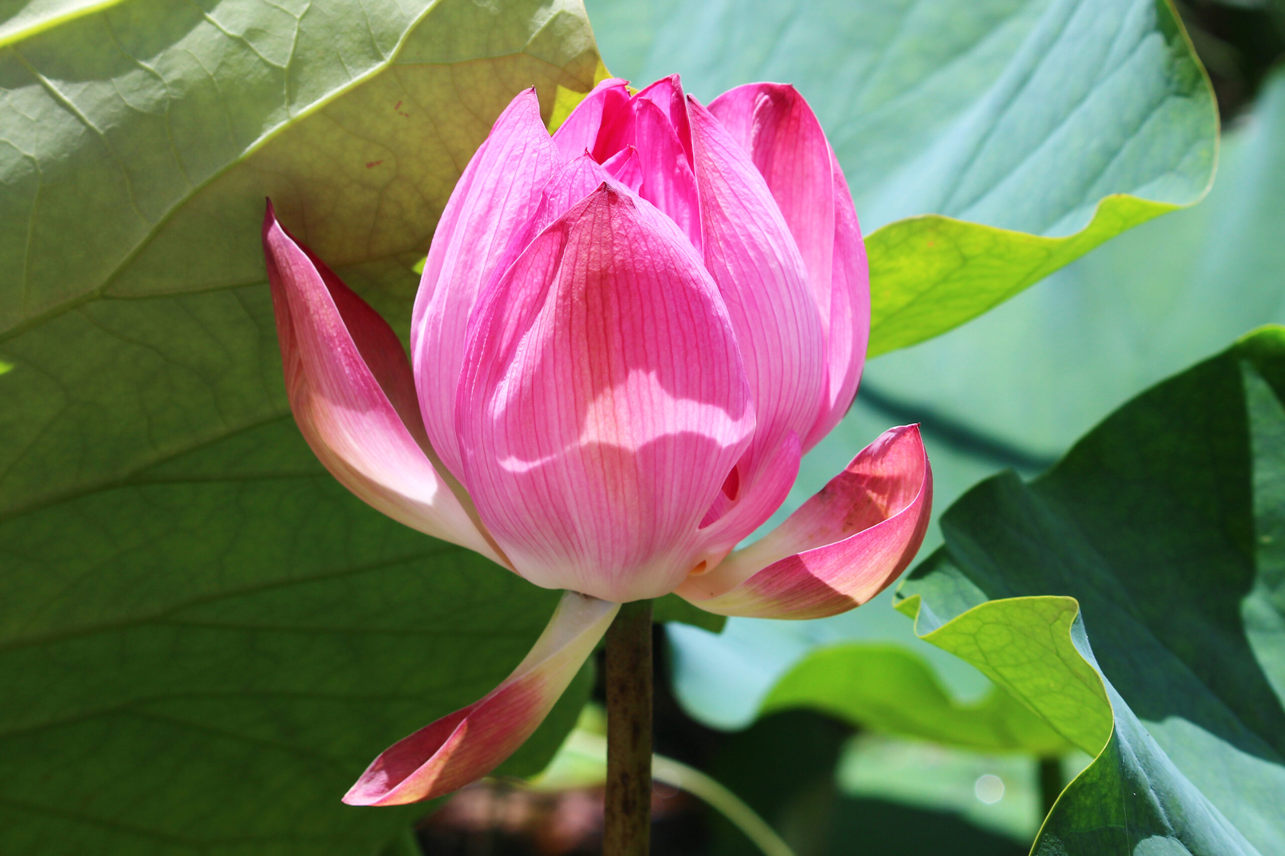夏の城沼花ハスまつり
