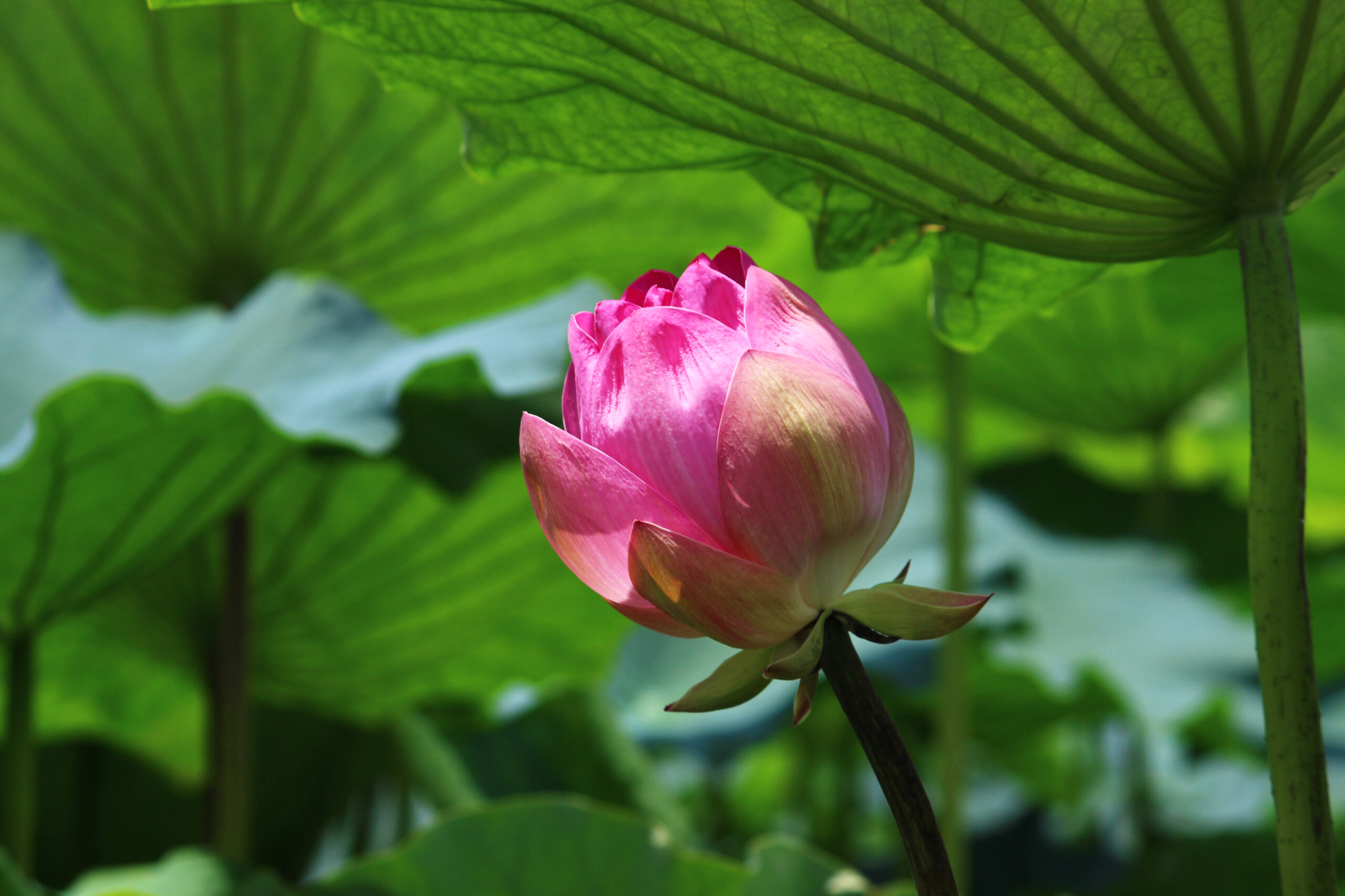 夏の城沼花ハスまつり