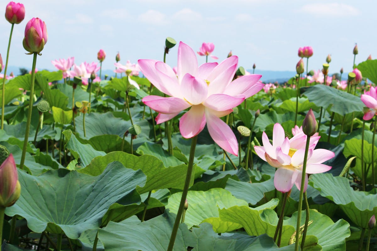 伊豆沼 内沼はすまつり21 遊覧船で沼を探検 ピンクの花が目の前に オマツリジャパン あなたと祭りをつなげるメディア 伊豆沼 内沼はすまつり21 遊覧船で沼を探検 ピンクの花が目の前に オマツリジャパン あなたと祭りをつなげるメディア