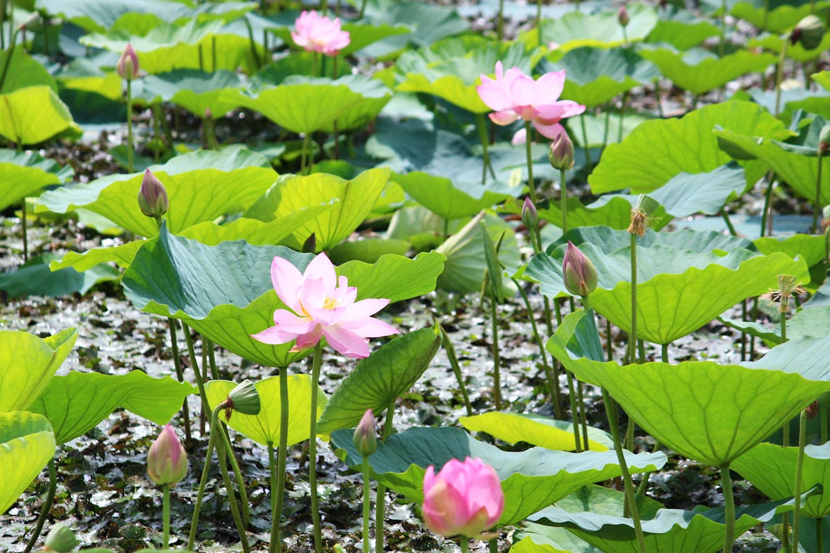 伊豆沼 内沼はすまつり21 遊覧船で沼を探検 ピンクの花が目の前に オマツリジャパン 毎日 祭日 伊豆沼 内沼はすまつり21 遊覧船で沼を探検 ピンクの花が目の前に オマツリジャパン 毎日 祭日