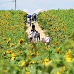 ひまわりまつり（大崎市）2021！6haの丘が黄色の世界に。42万本もの花が咲く！