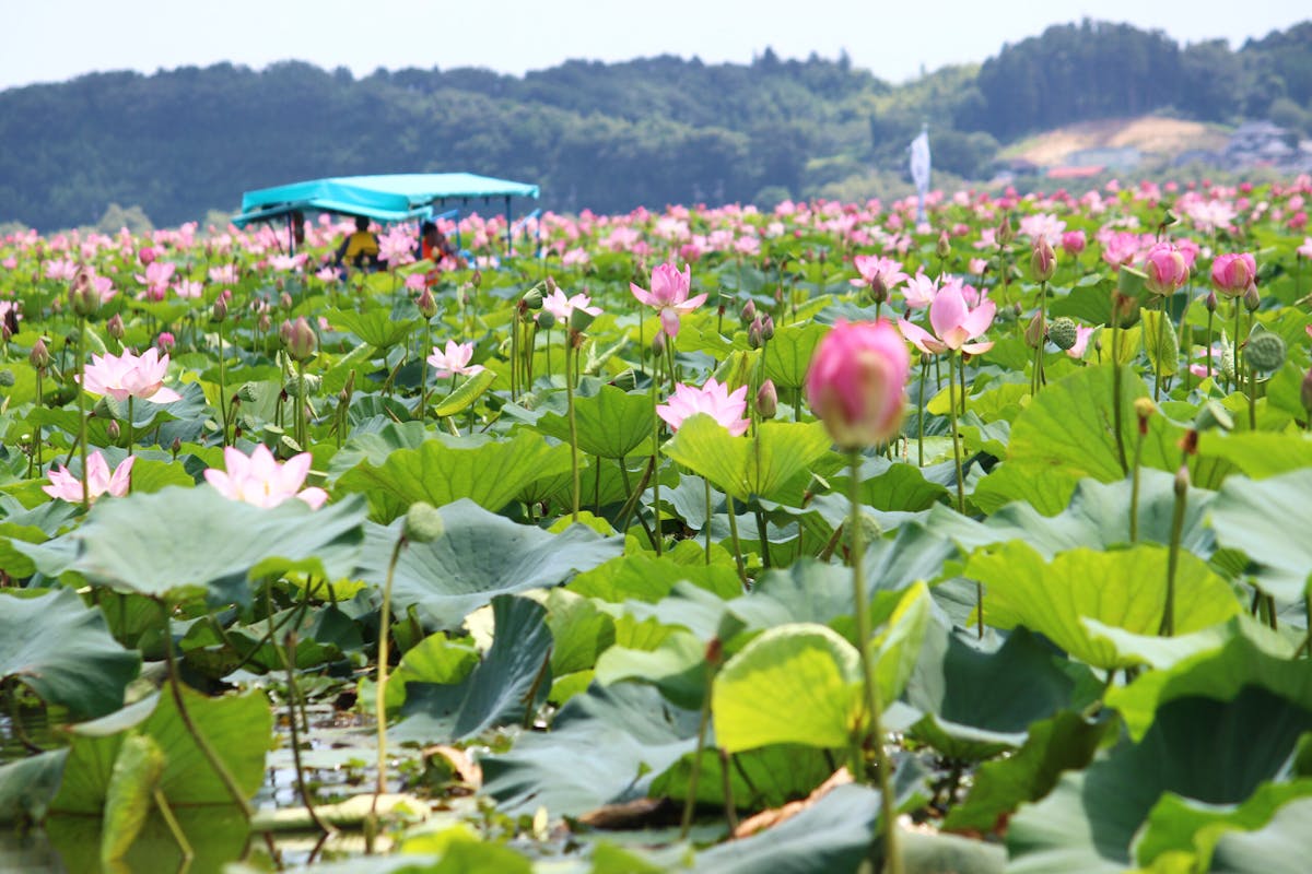 伊豆沼 内沼はすまつり21 遊覧船で沼を探検 ピンクの花が目の前に オマツリジャパン あなたと祭りをつなげるメディア