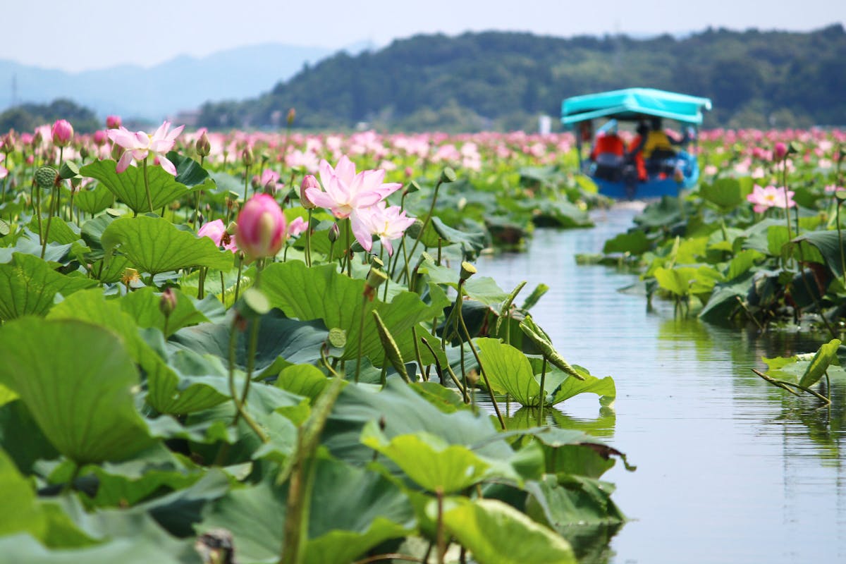 伊豆沼 内沼はすまつり21 遊覧船で沼を探検 ピンクの花が目の前に オマツリジャパン あなたと祭りをつなげるメディア 伊豆沼 内沼はすまつり21 遊覧船で沼を探検 ピンクの花が目の前に オマツリジャパン あなたと祭りをつなげるメディア