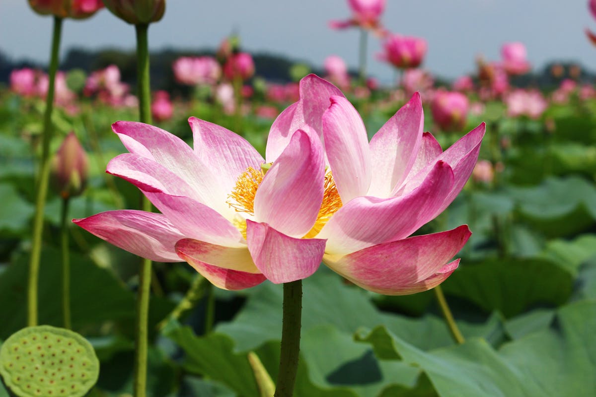 伊豆沼 内沼はすまつり21 遊覧船で沼を探検 ピンクの花が目の前に オマツリジャパン 毎日 祭日 伊豆沼 内沼はすまつり21 遊覧船で沼を探検 ピンクの花が目の前に オマツリジャパン 毎日 祭日