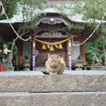「猫返し神社」の別名を持つ阿豆佐味天神社とは？迷い猫が帰ってくる？