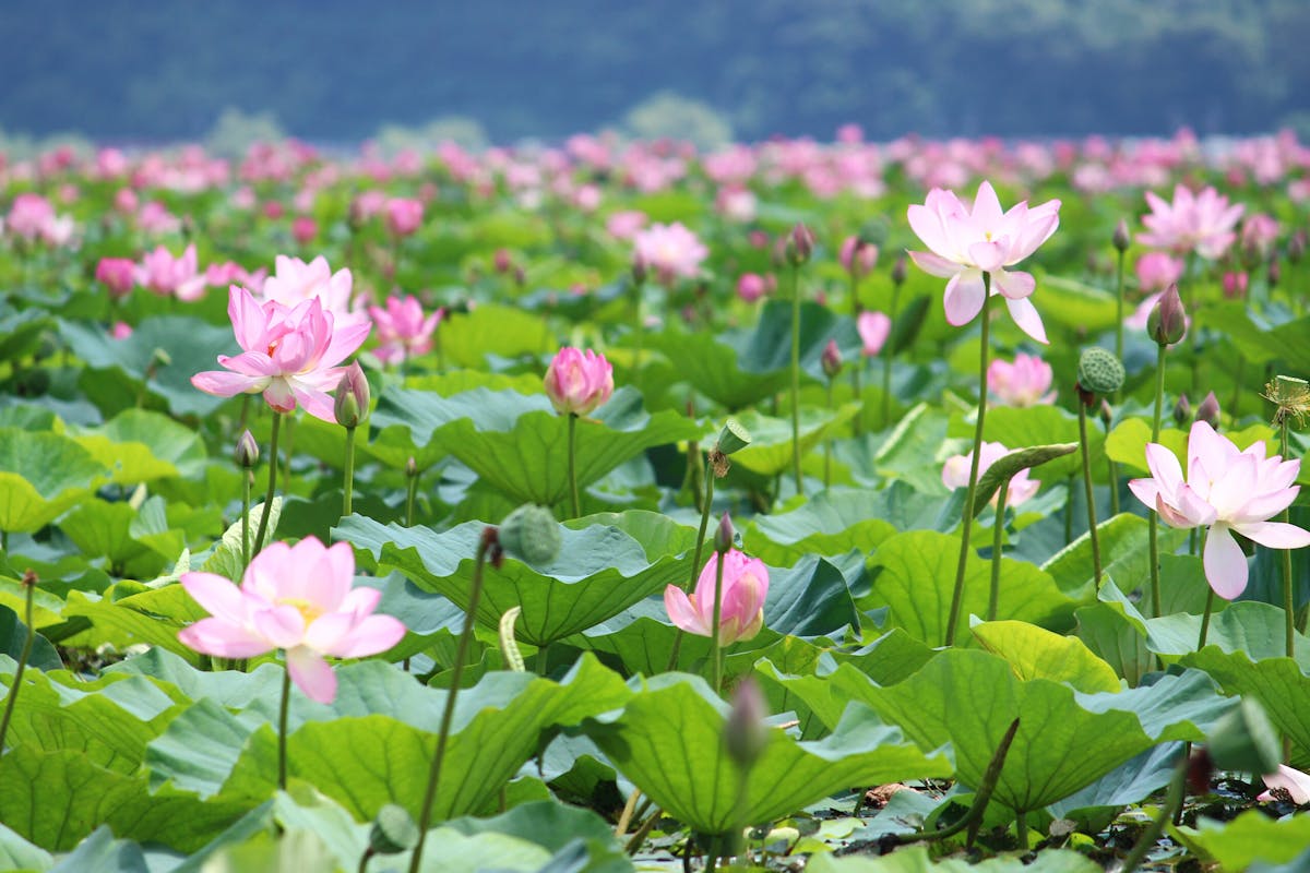 伊豆沼 内沼はすまつり21 遊覧船で沼を探検 ピンクの花が目の前に オマツリジャパン 毎日 祭日 伊豆沼 内沼はすまつり21 遊覧船で沼を探検 ピンクの花が目の前に オマツリジャパン 毎日 祭日
